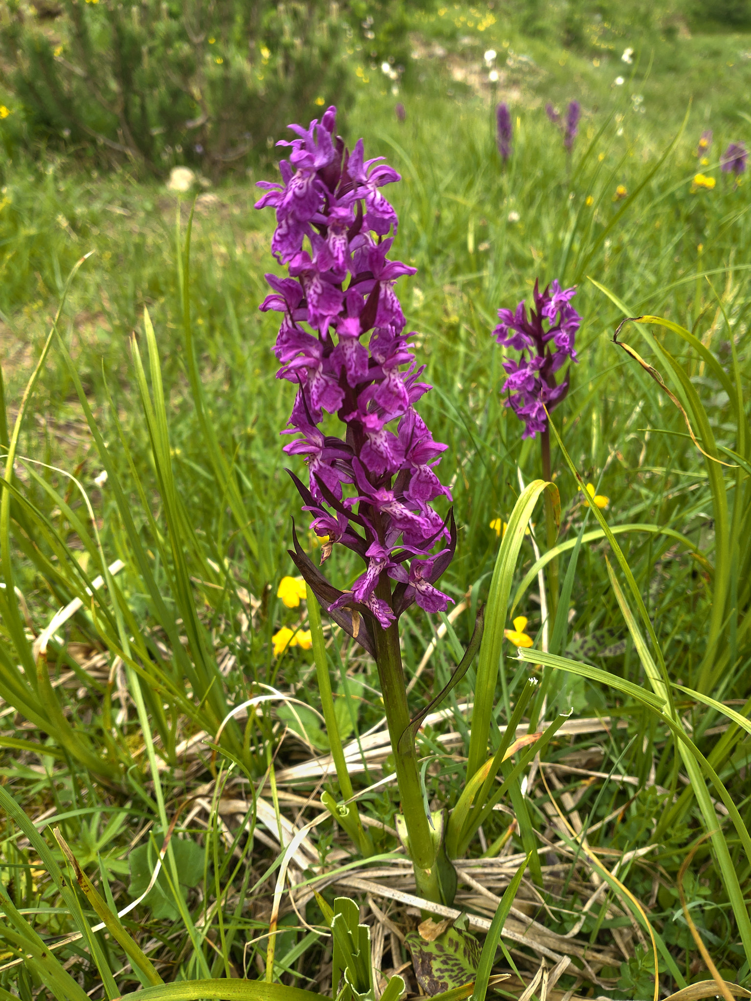 Nattviol (<em>Platanthera bifolia</em>)