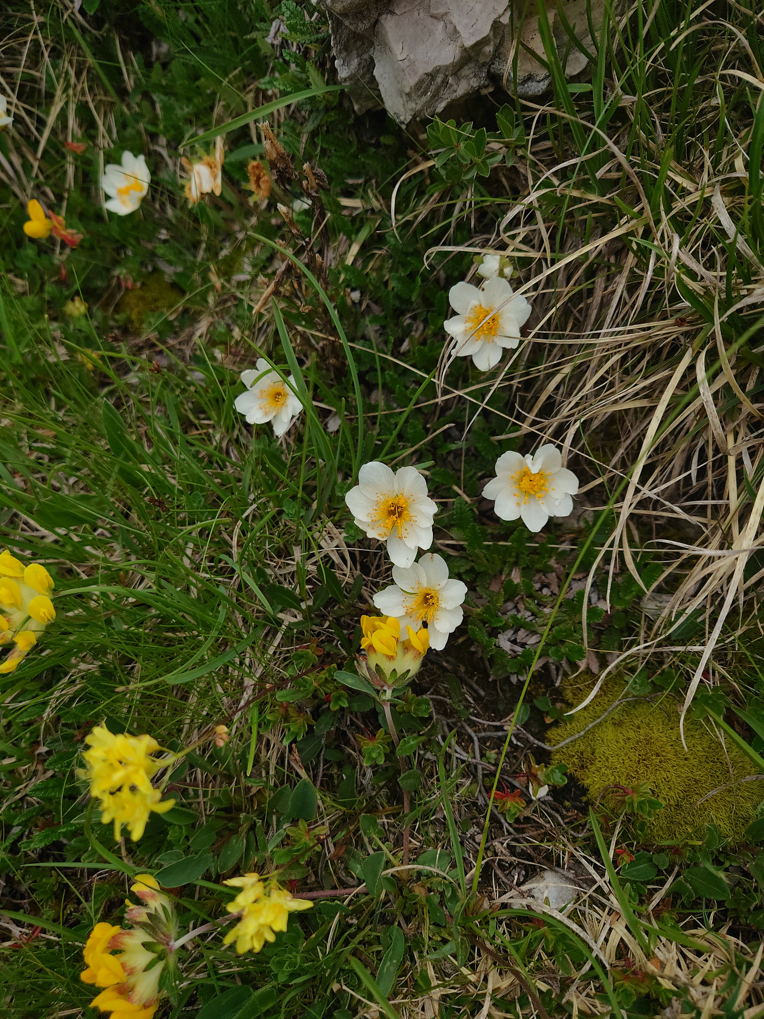 Fjällsippa (<em>Dryas octopetala</em>)