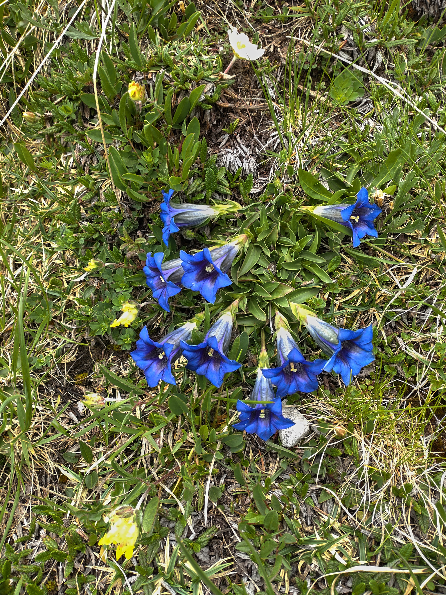 Alpgentiana (<em>Gentiana acaulis</em>)