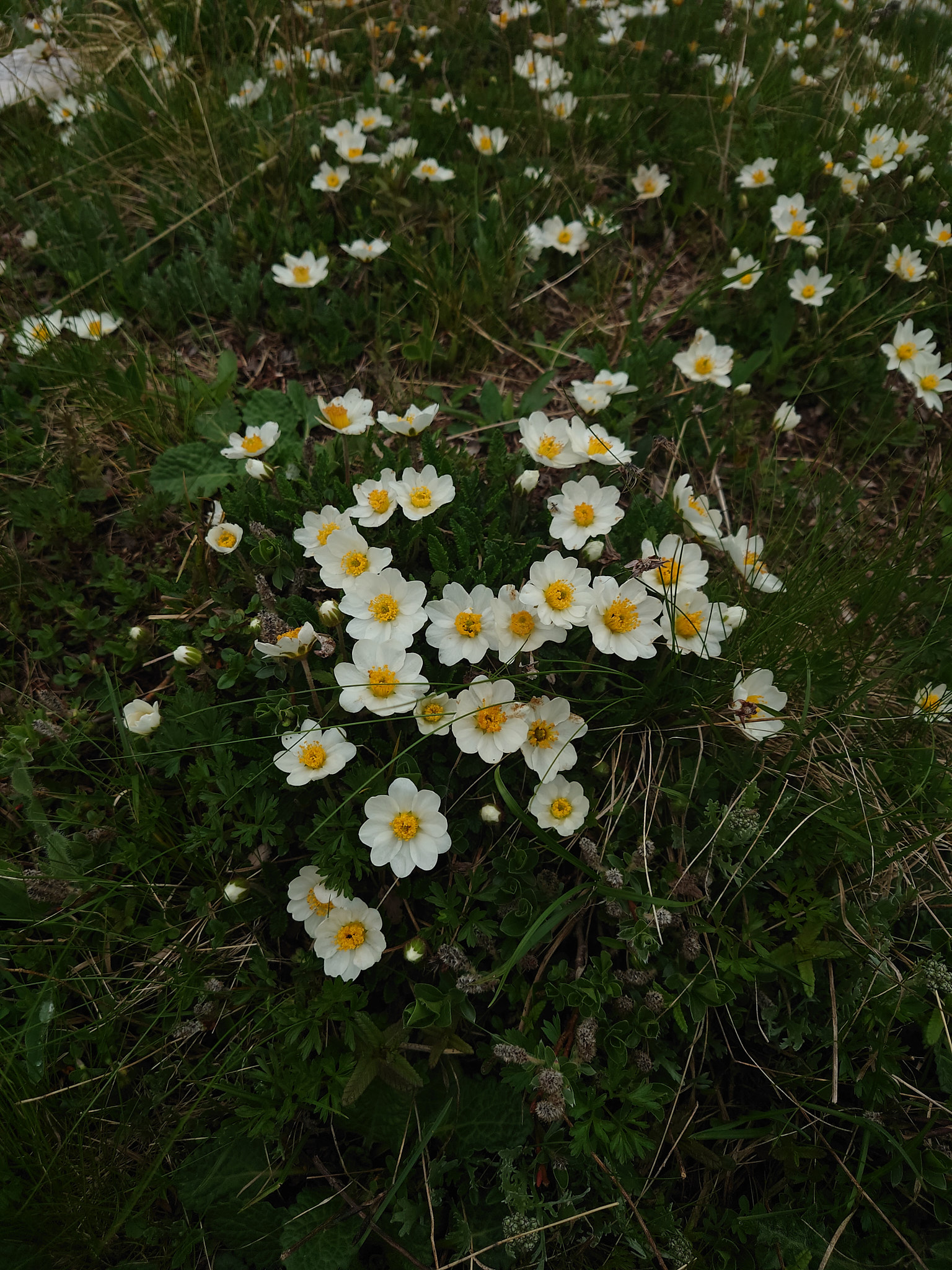 Fjällsippa (<em>Dryas octopetala</em>)