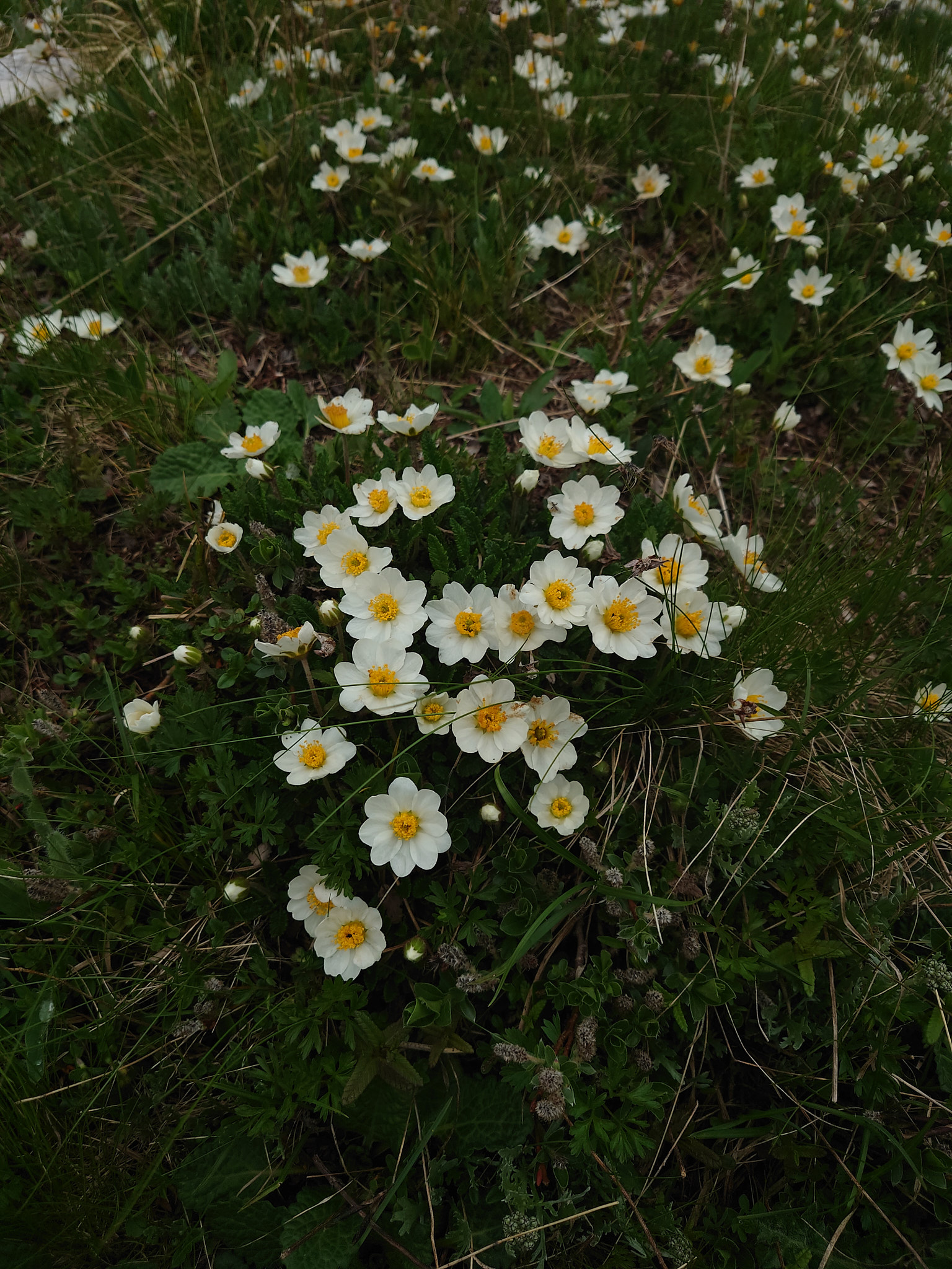 Brunkulla (<em>Gymnadenia nigra</em>)