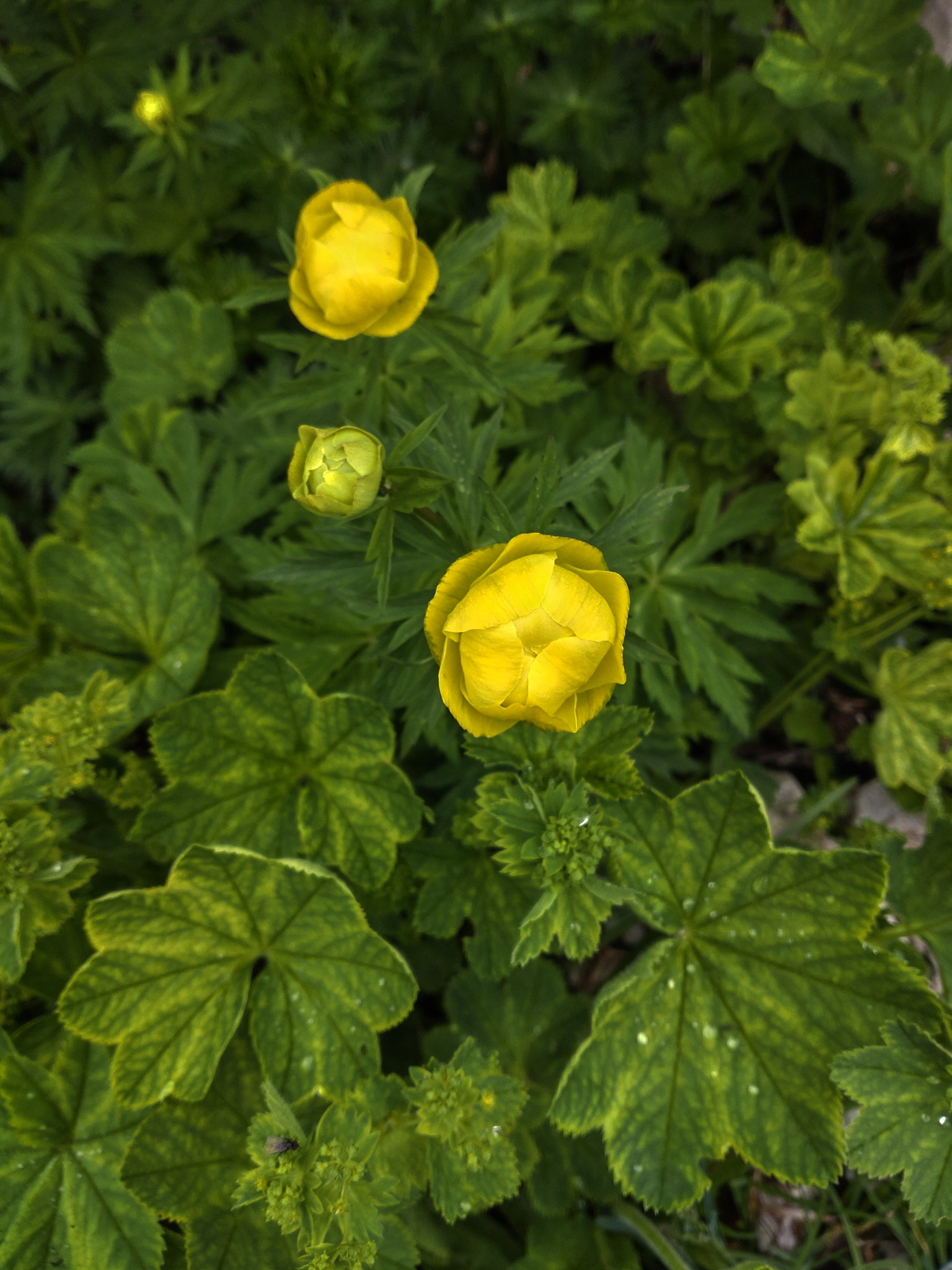 Smörboll (<em>Trollius europaeus</em>)