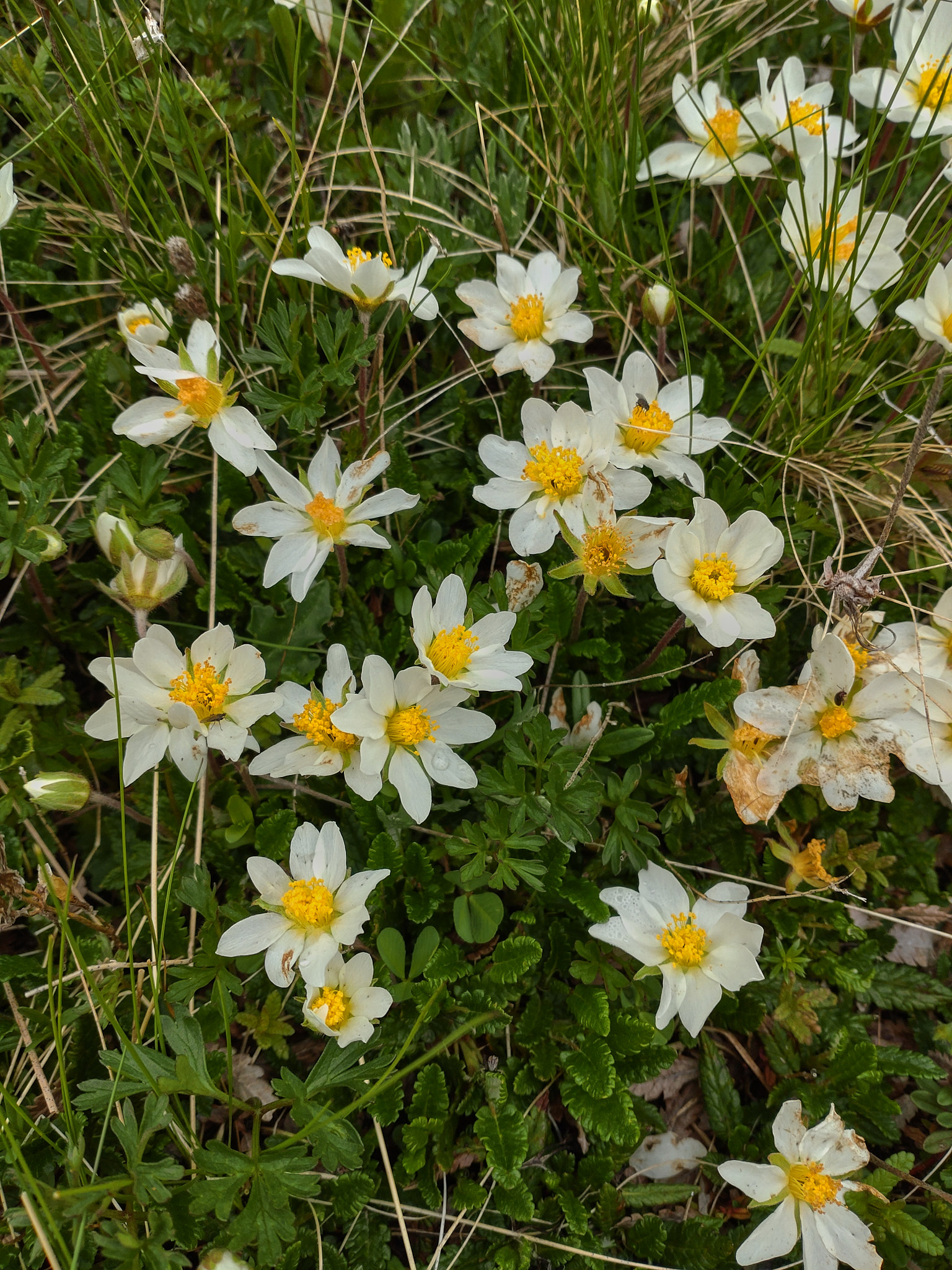 Fjällsippa (<em>Dryas octopetala</em>)