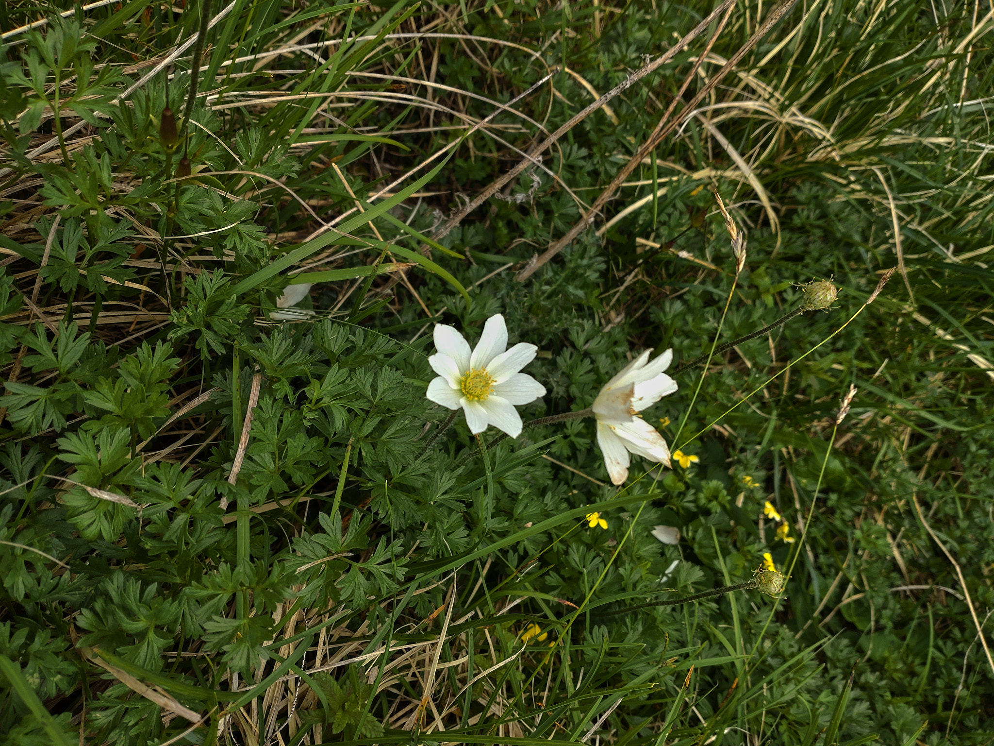 Snöanemon (<em>Anemone baldensis</em>)