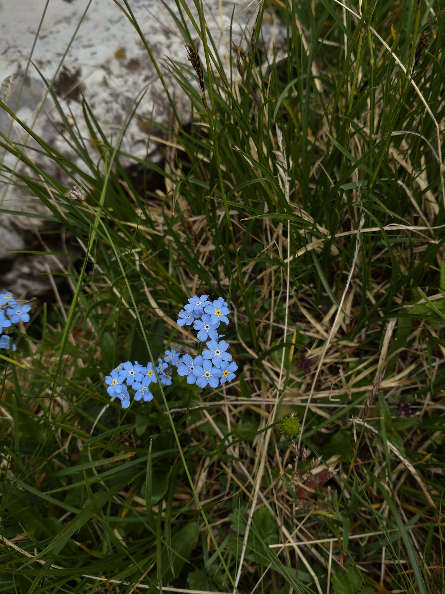 Alpförgätmigej (<em>Myosotis Alpestris</em>)