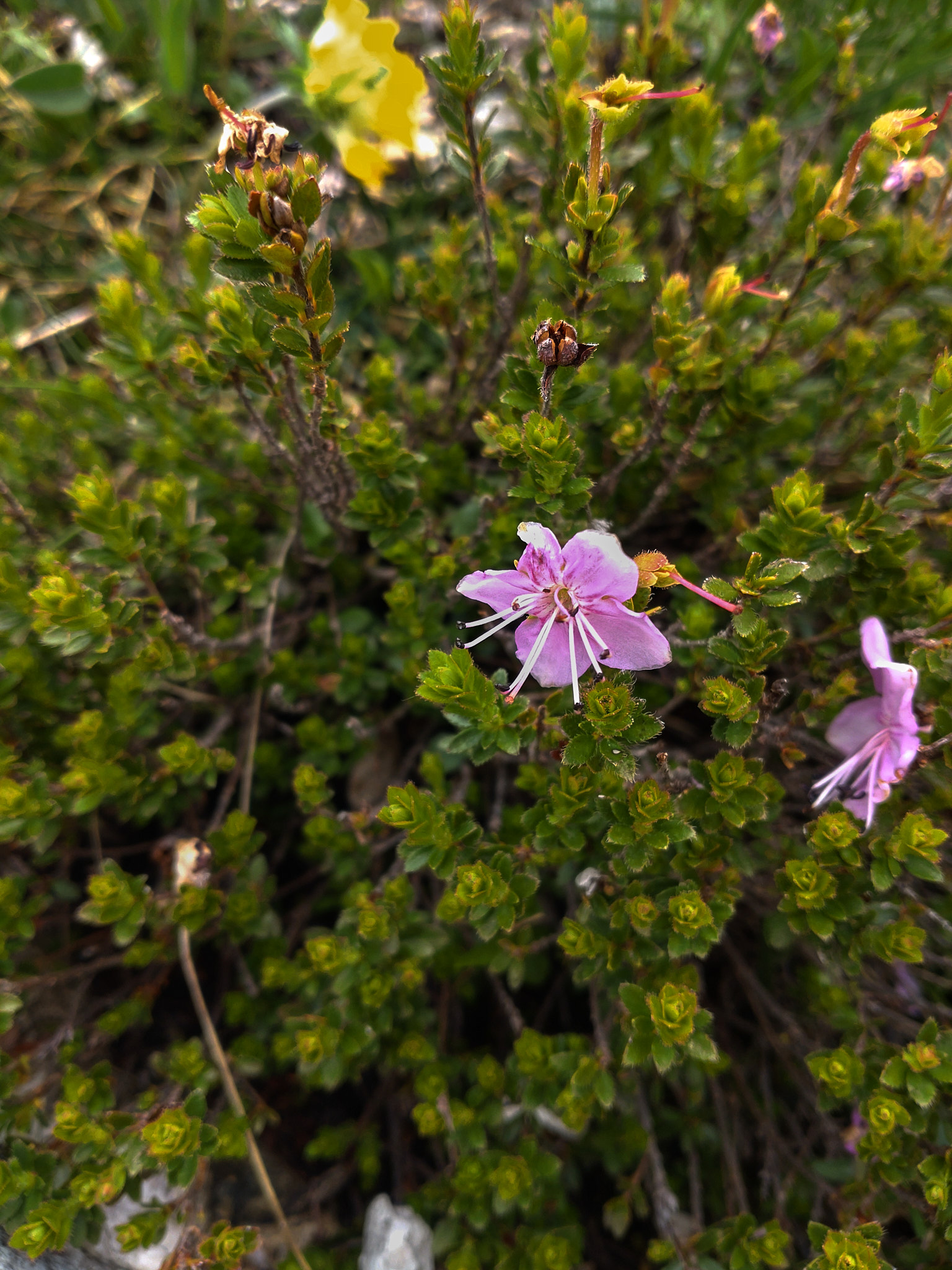 Dvärgalpros (<em>Rhodothamnus chamaecistus</em>)