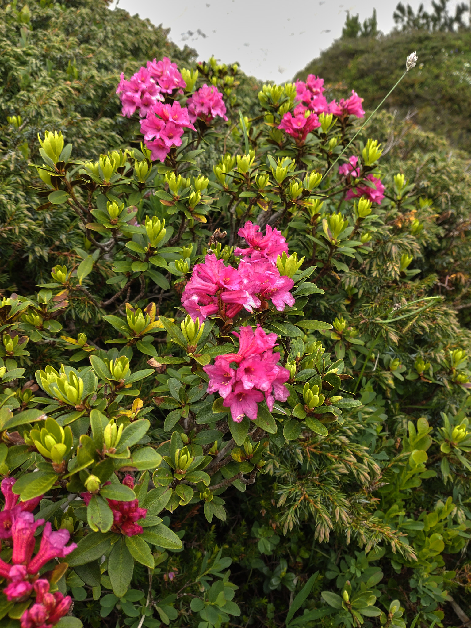 Rostalpros (<em>Rhododendron ferrugineum</em>)