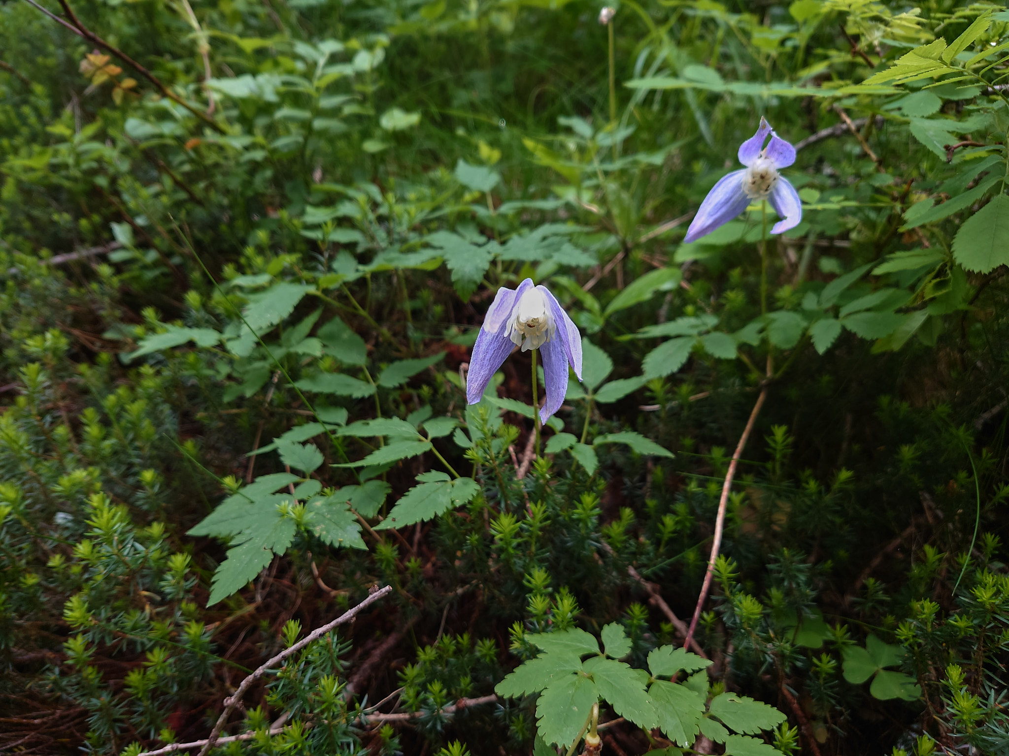 Alpklematis (<em>Clematis alpina</em>)