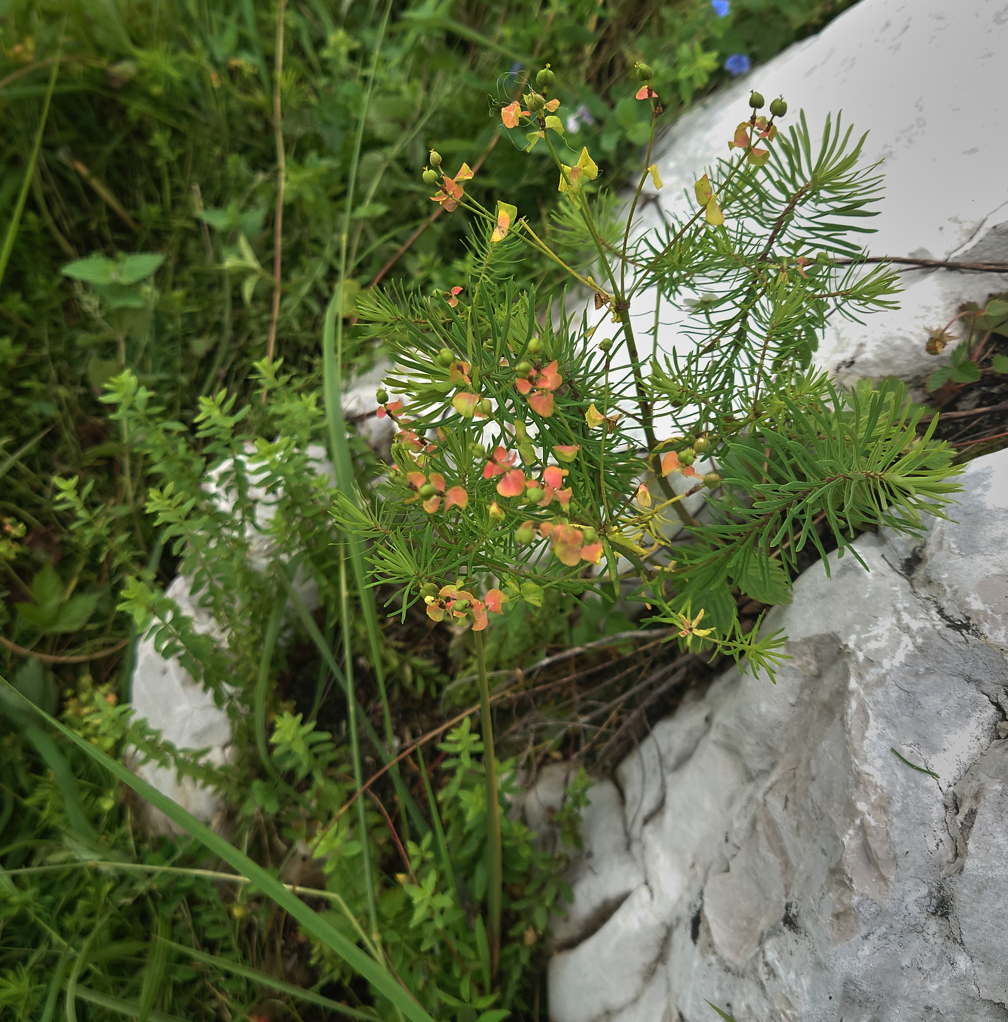 Vårtörel (<em>Euphorbia cyparissias</em>)