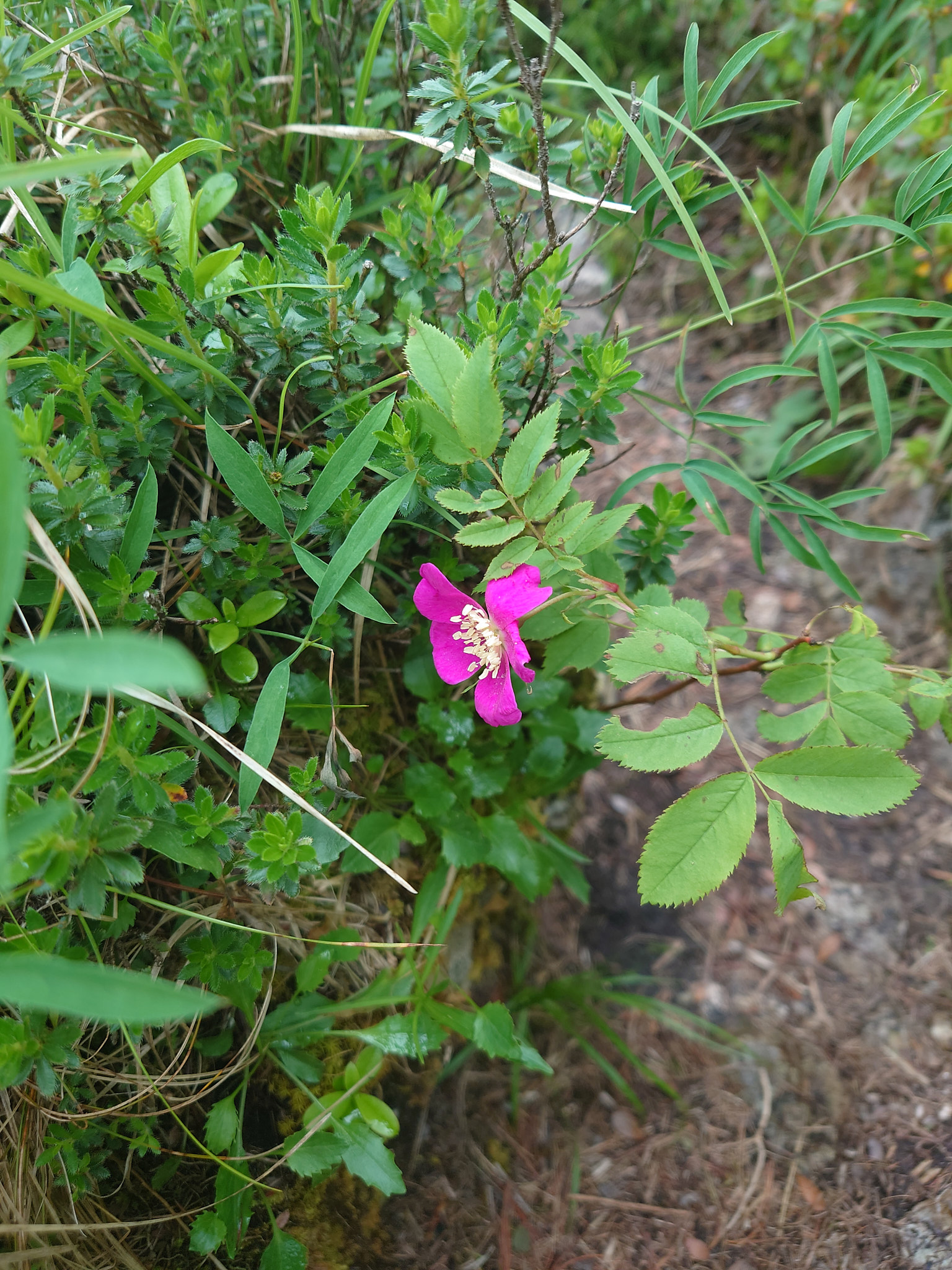 Bergros (<em>Rosa pendulina</em>)