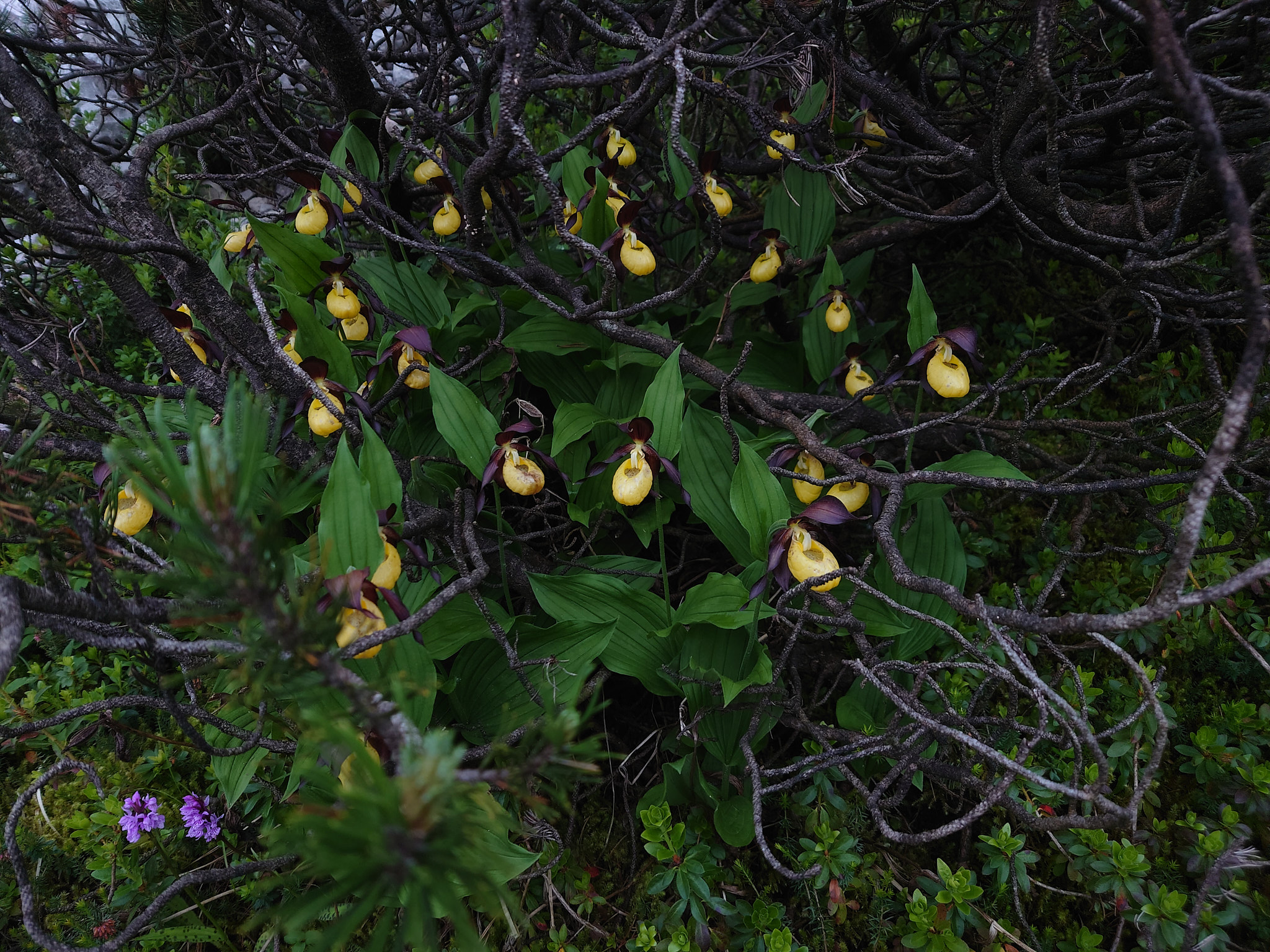 Guckusko (<em>Cypripedium calceolus</em>)