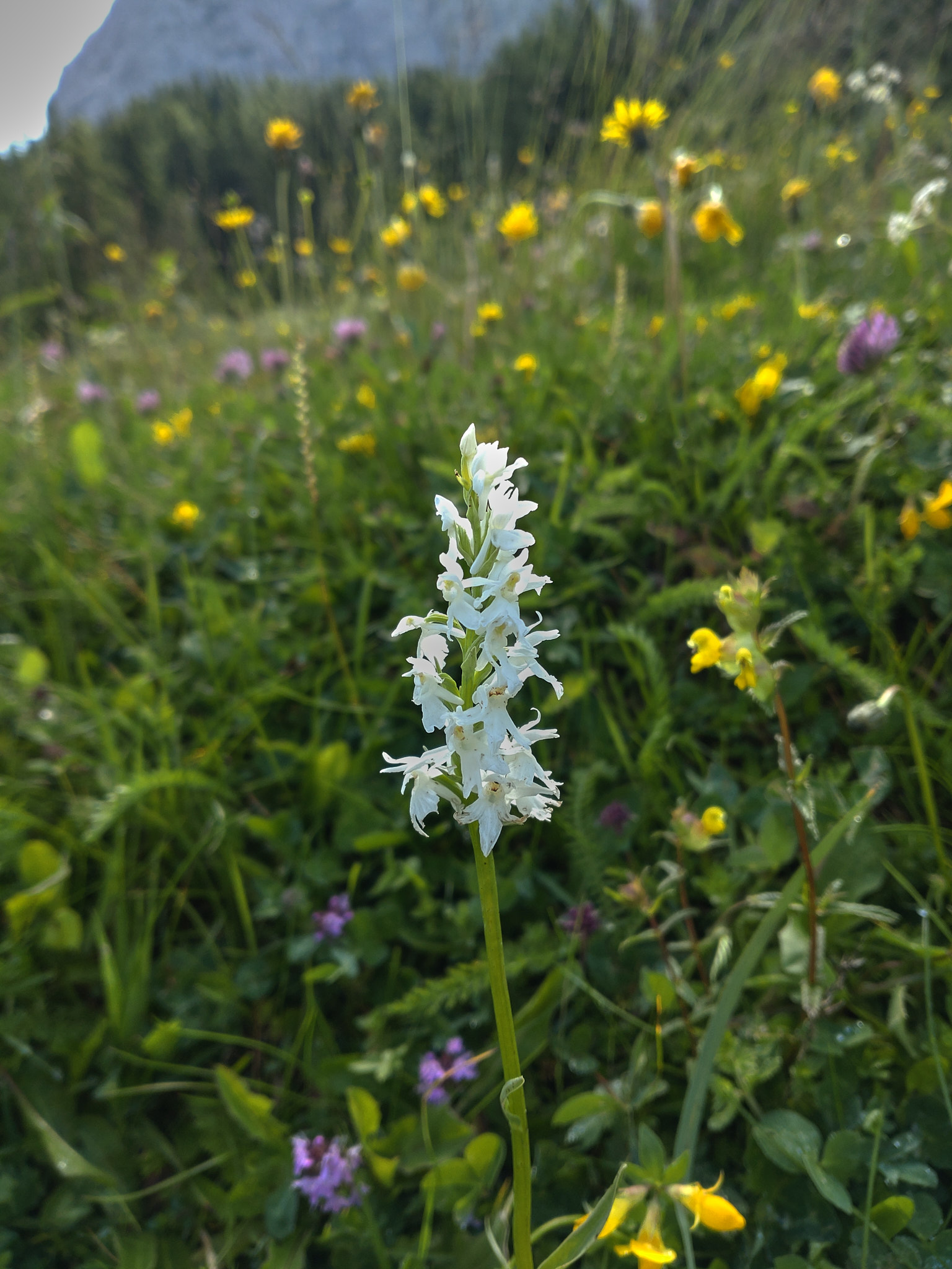 Luktsporre (<em>Gymnadenia odoratissima</em>)