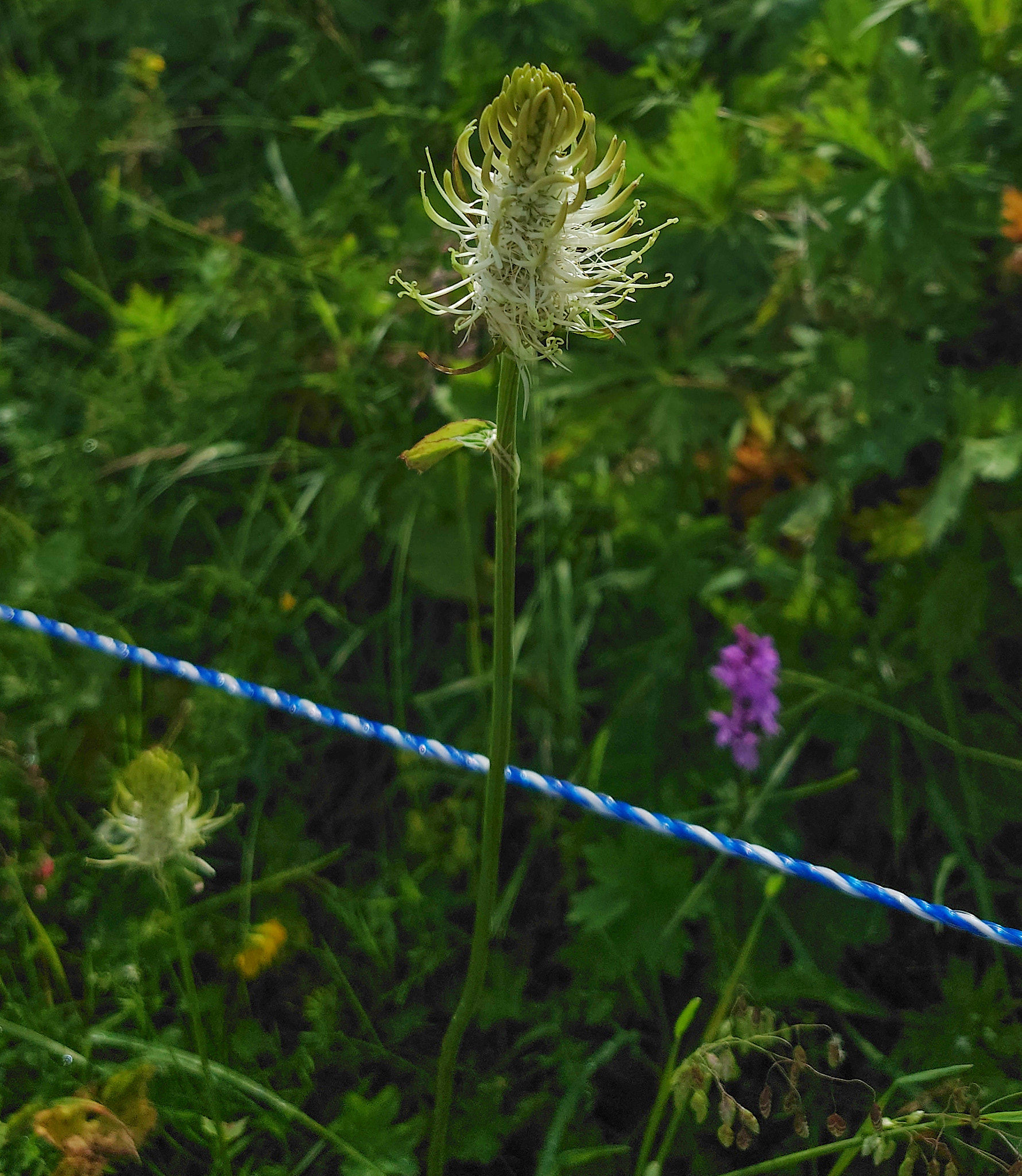 Vitrapunkel (<em>Phyteuma spicatum</em>)