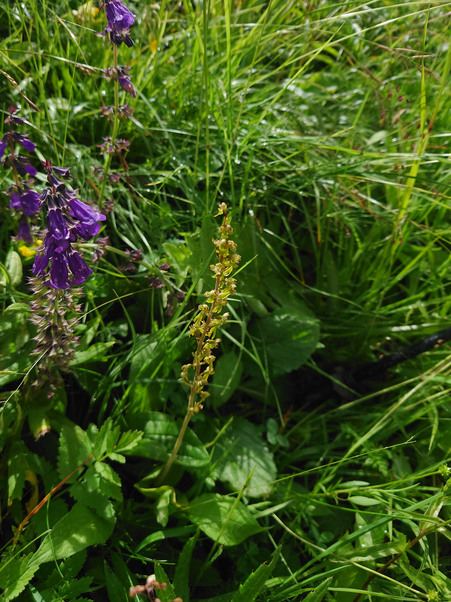 Tvåblad (<em>Neottia ovata</em>)