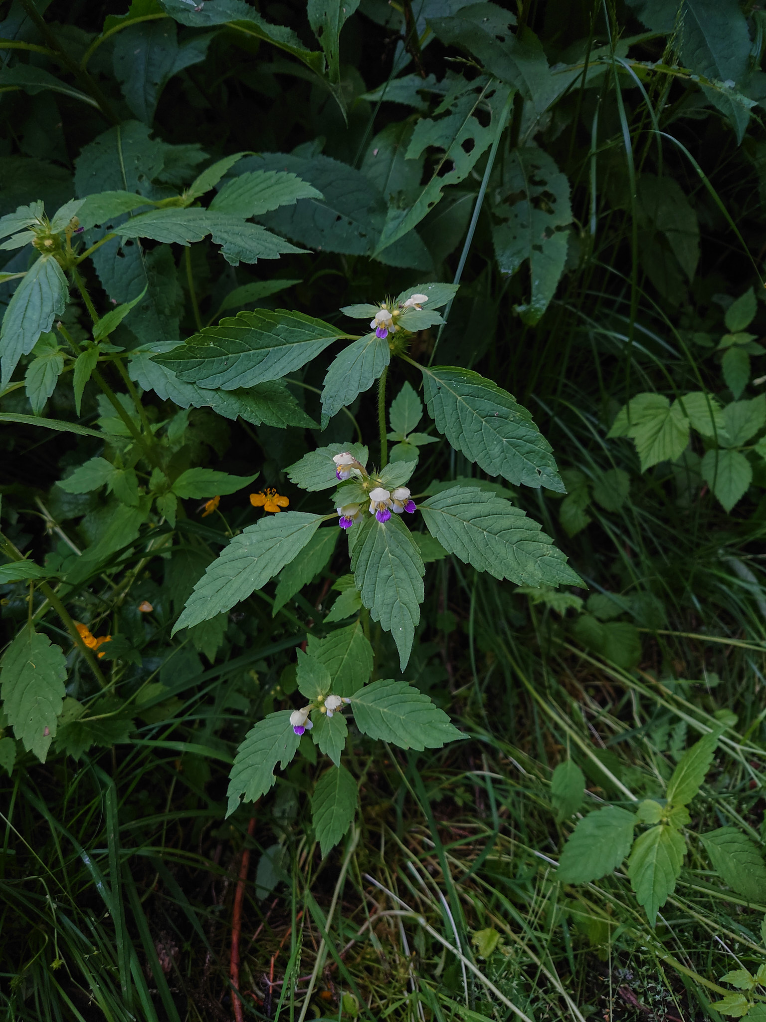 Hampdån (<em>Galeopsis speciosa</em>)