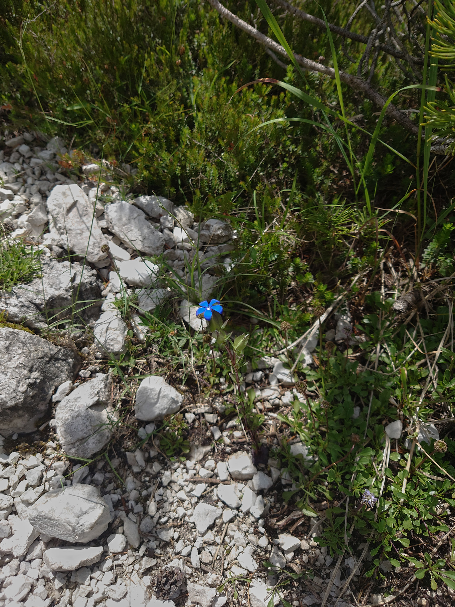 Fjällgentiana (<em>Gentiana nivalis</em>)