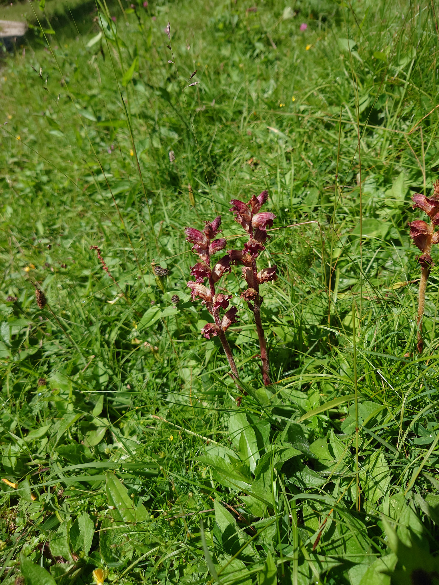 <em>Orobanche gracilis</em>