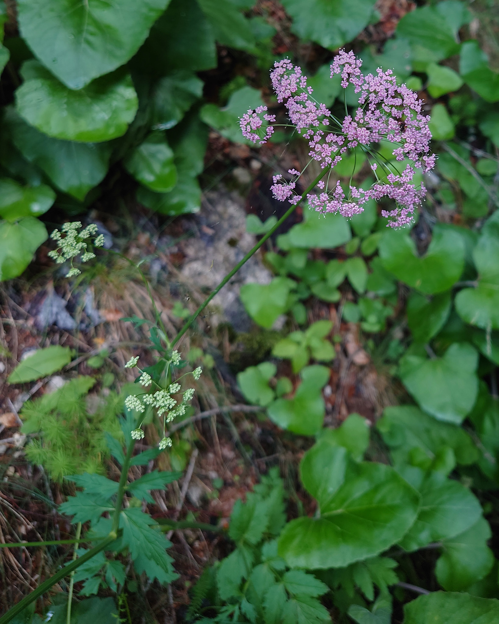 Stor bockrot (<em>Pimpinella major</em>)