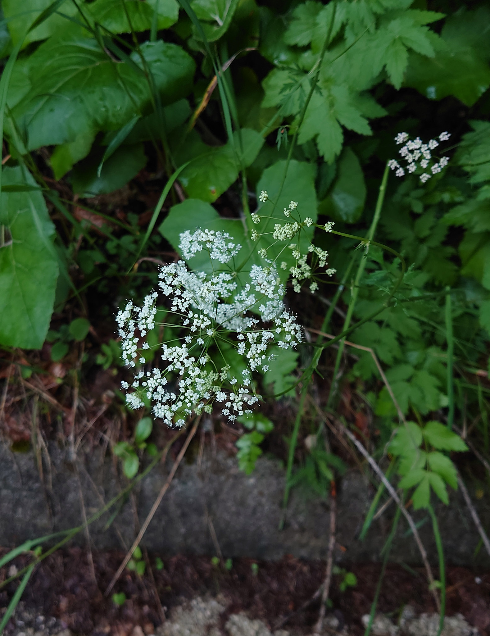 Stor bockrot (<em>Pimpinella major</em>)