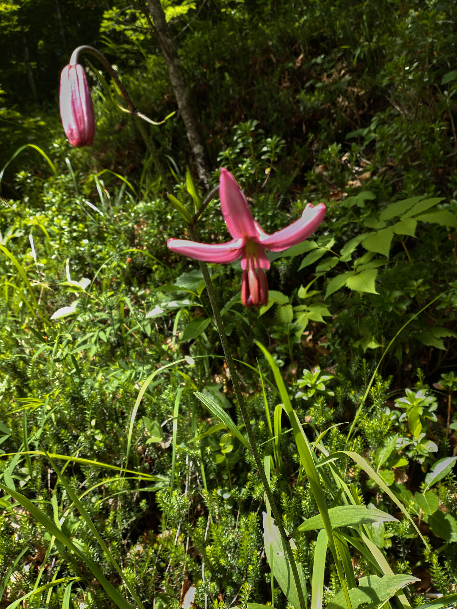 Krollilja (<em>Lilium martagon</em>)