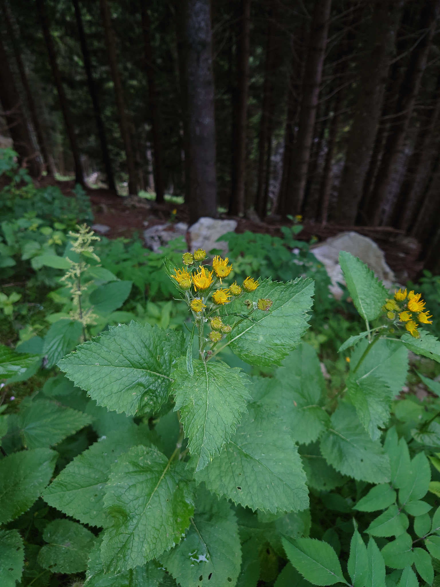 Alpstånds (<em>Jacobaea alpina</em>)