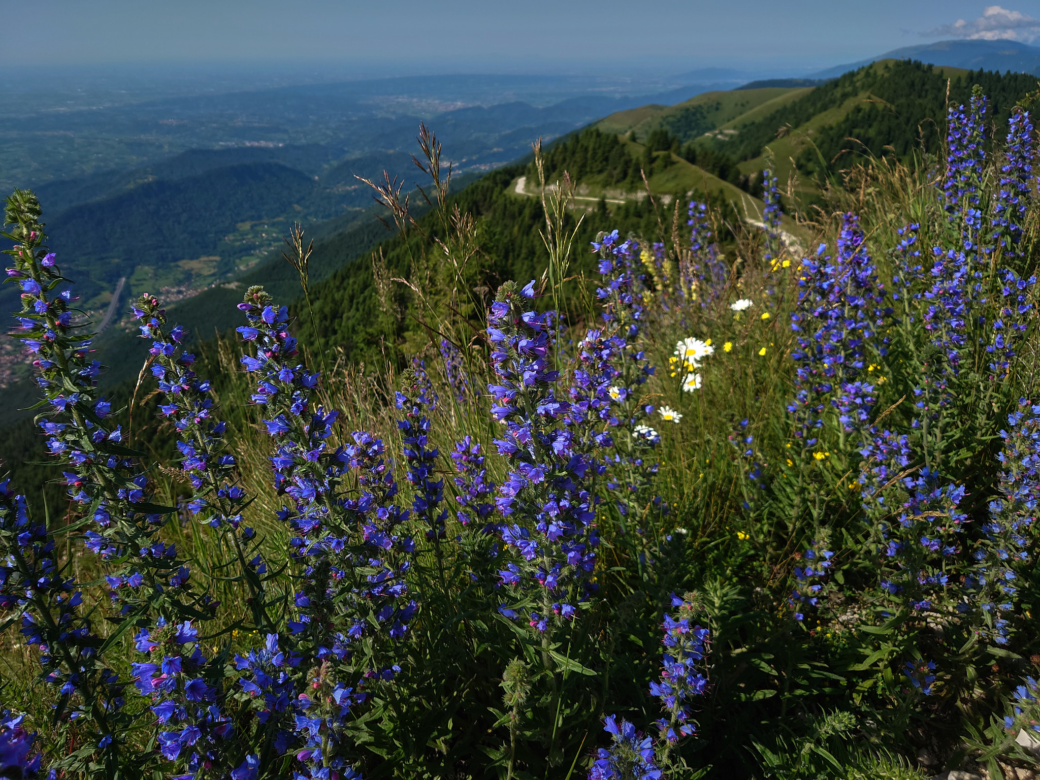 Fjällgentiana (<em>Gentiana nivalis</em>)