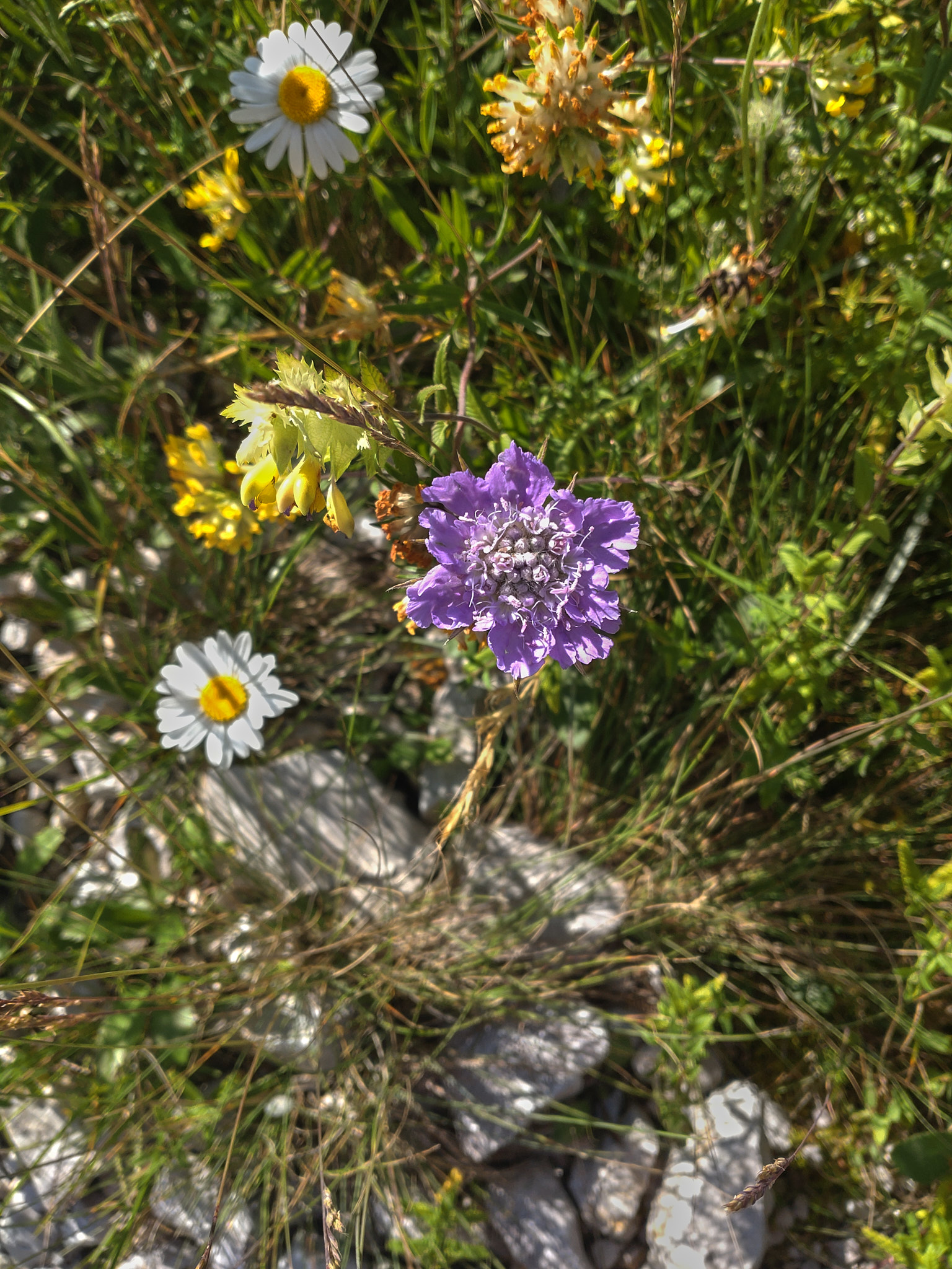 Luktvädd (<em>Scabiosa canescens</em>)