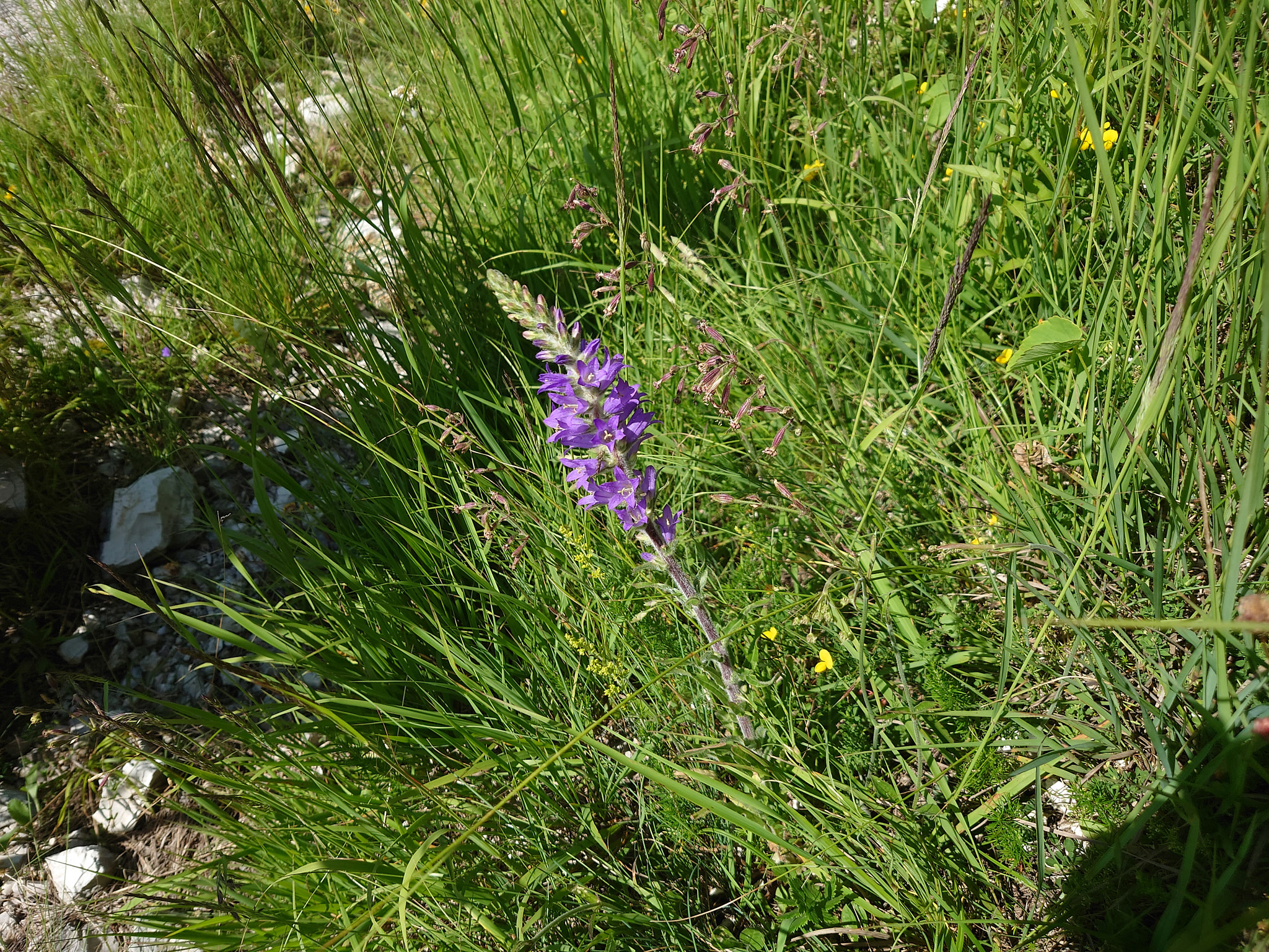 Axklocka (<em>Campanula spicata</em>)