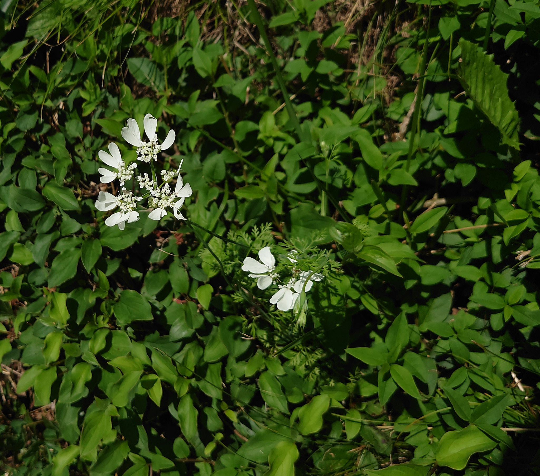 Krollilja (<em>Lilium martagon</em>)