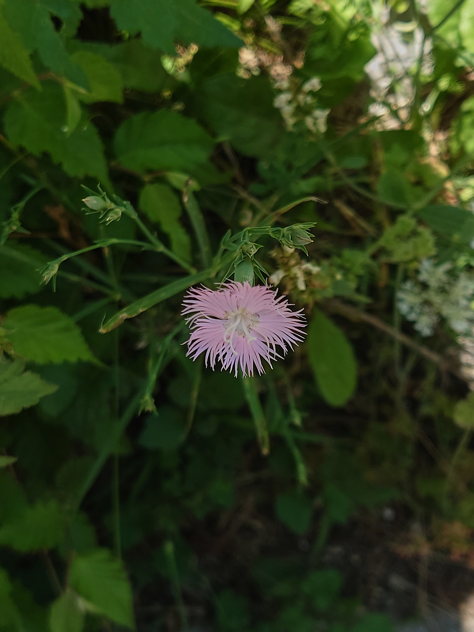 Fransnejlika (<em>Dianthus hyssopifolius</em>)