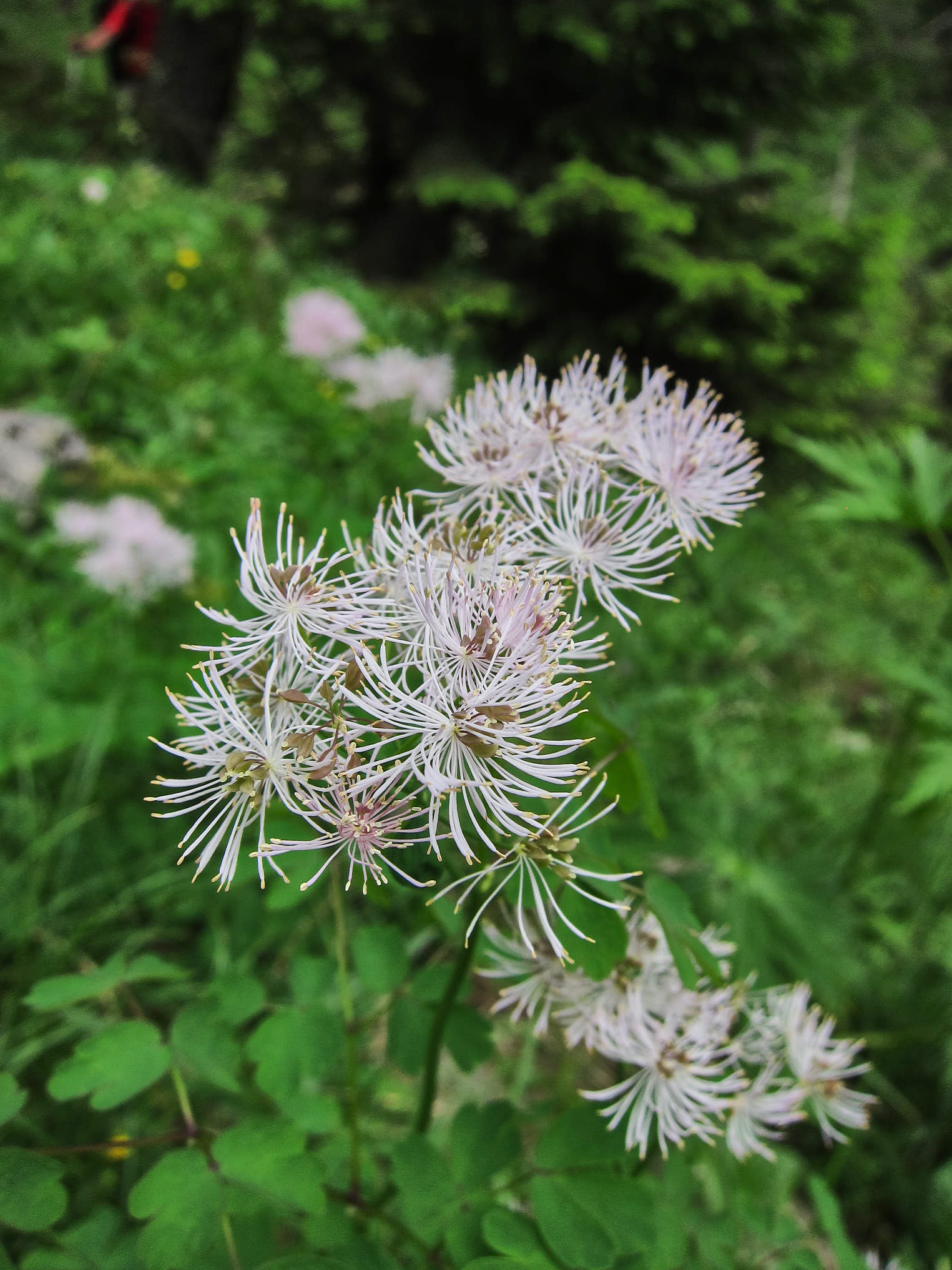 Aklejruta (<em>Thalictrum aquilegiifolium</em>)