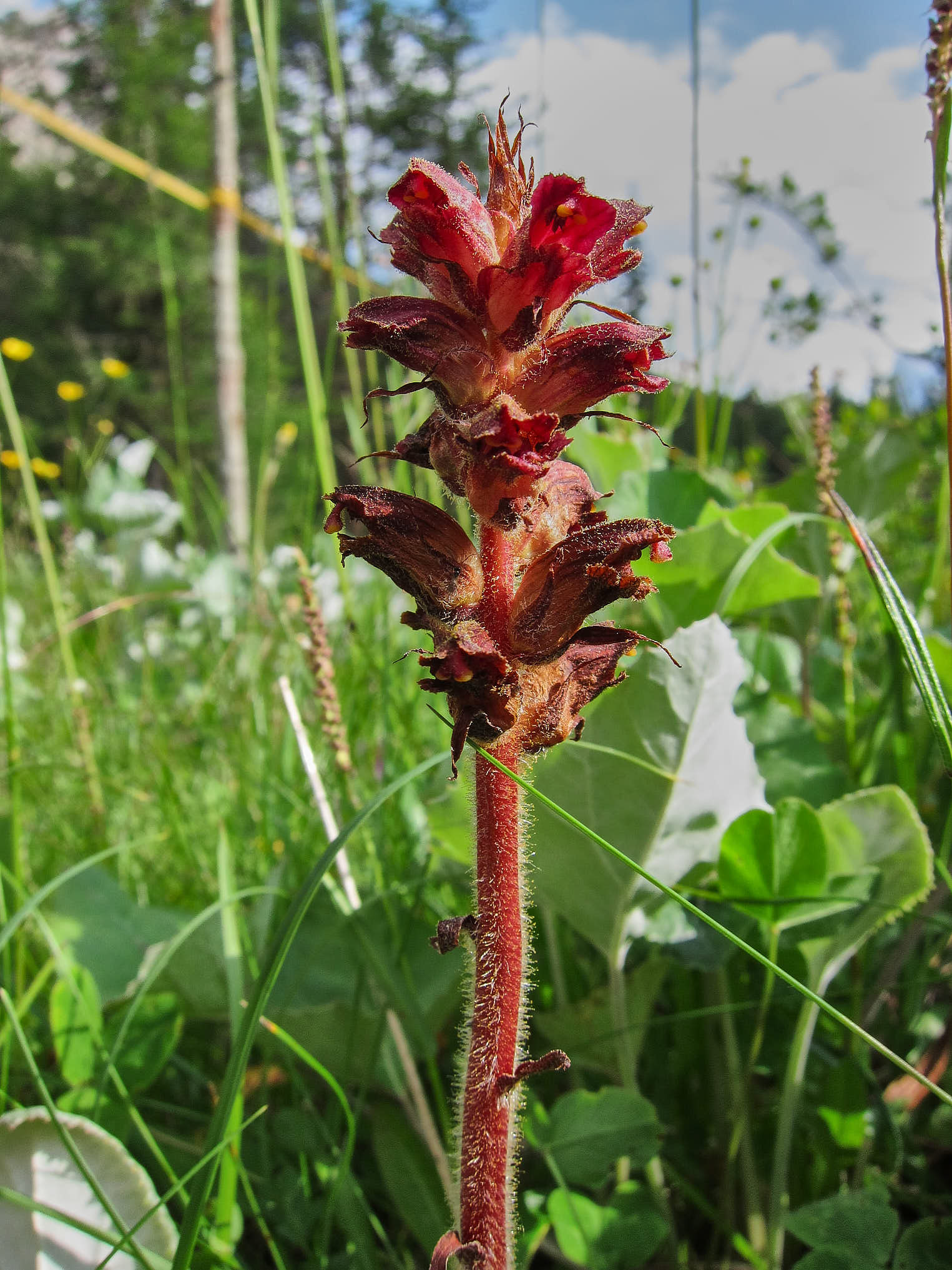 Snyltrot (<em>Orobanchaceae</em>)