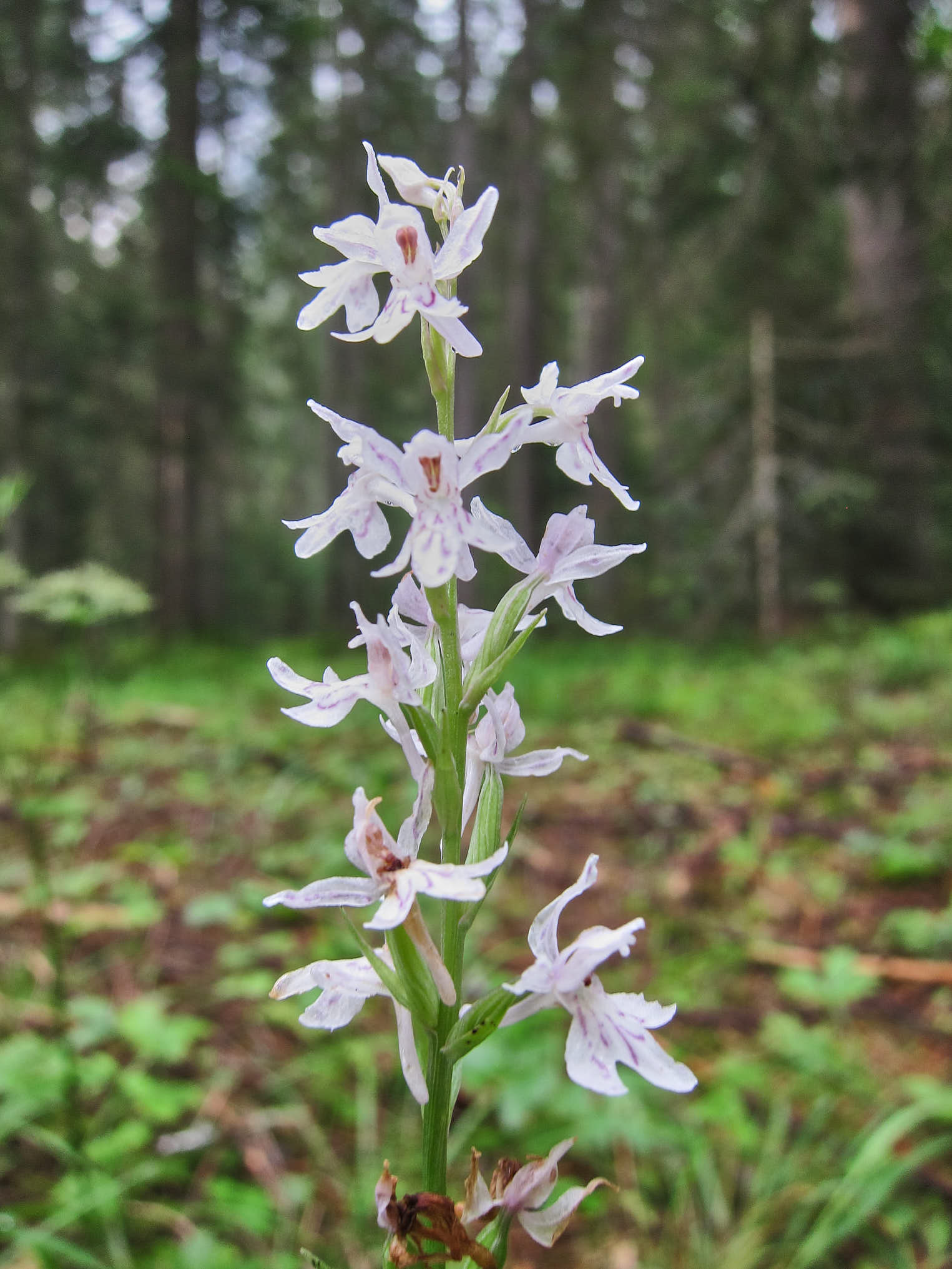 Skogsnycklar (<em>Dactylorhiza maculata ssp. fuchsii</em>)