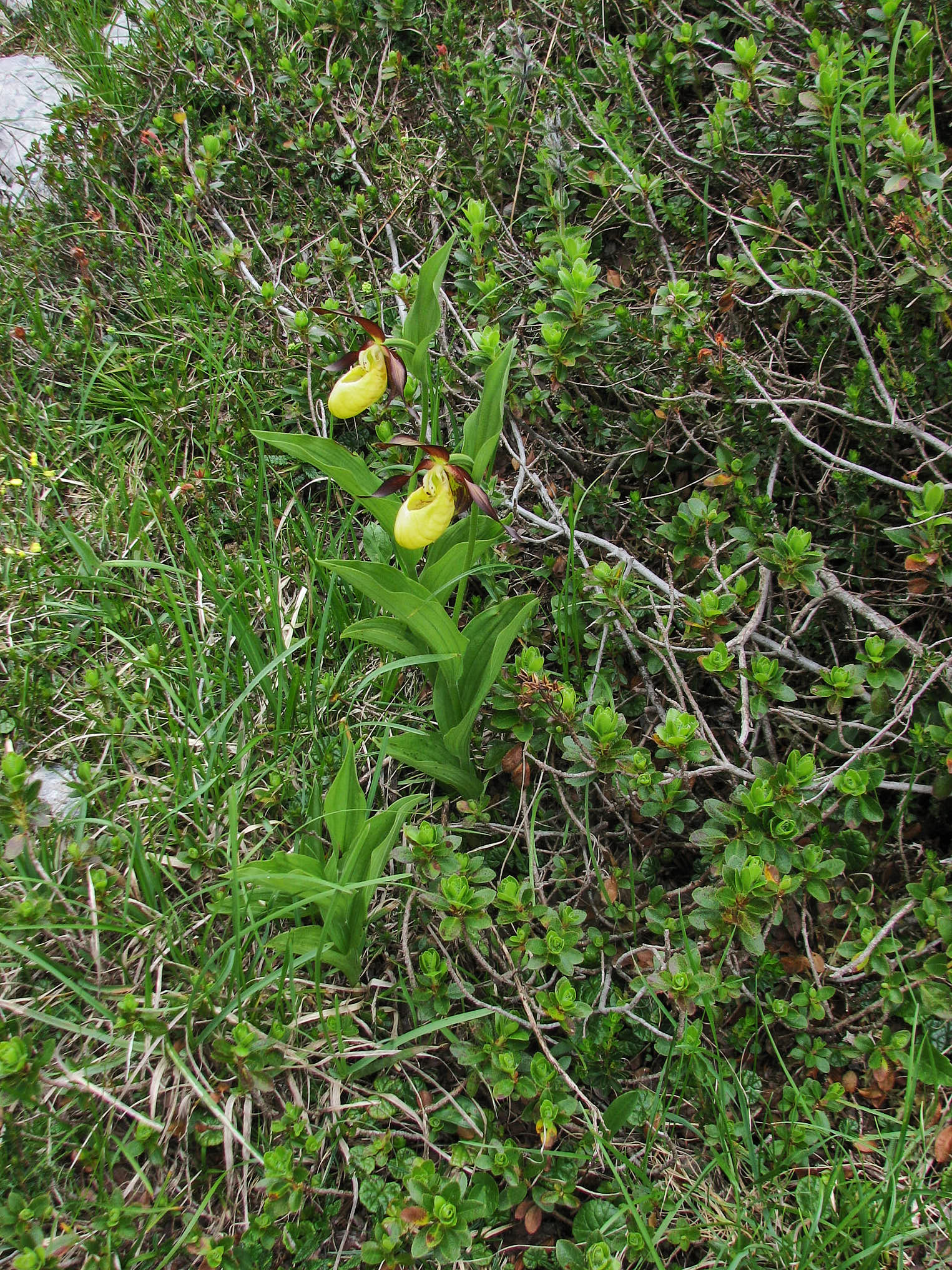 Guckusko (<em>Cypripedium calceolus</em>)