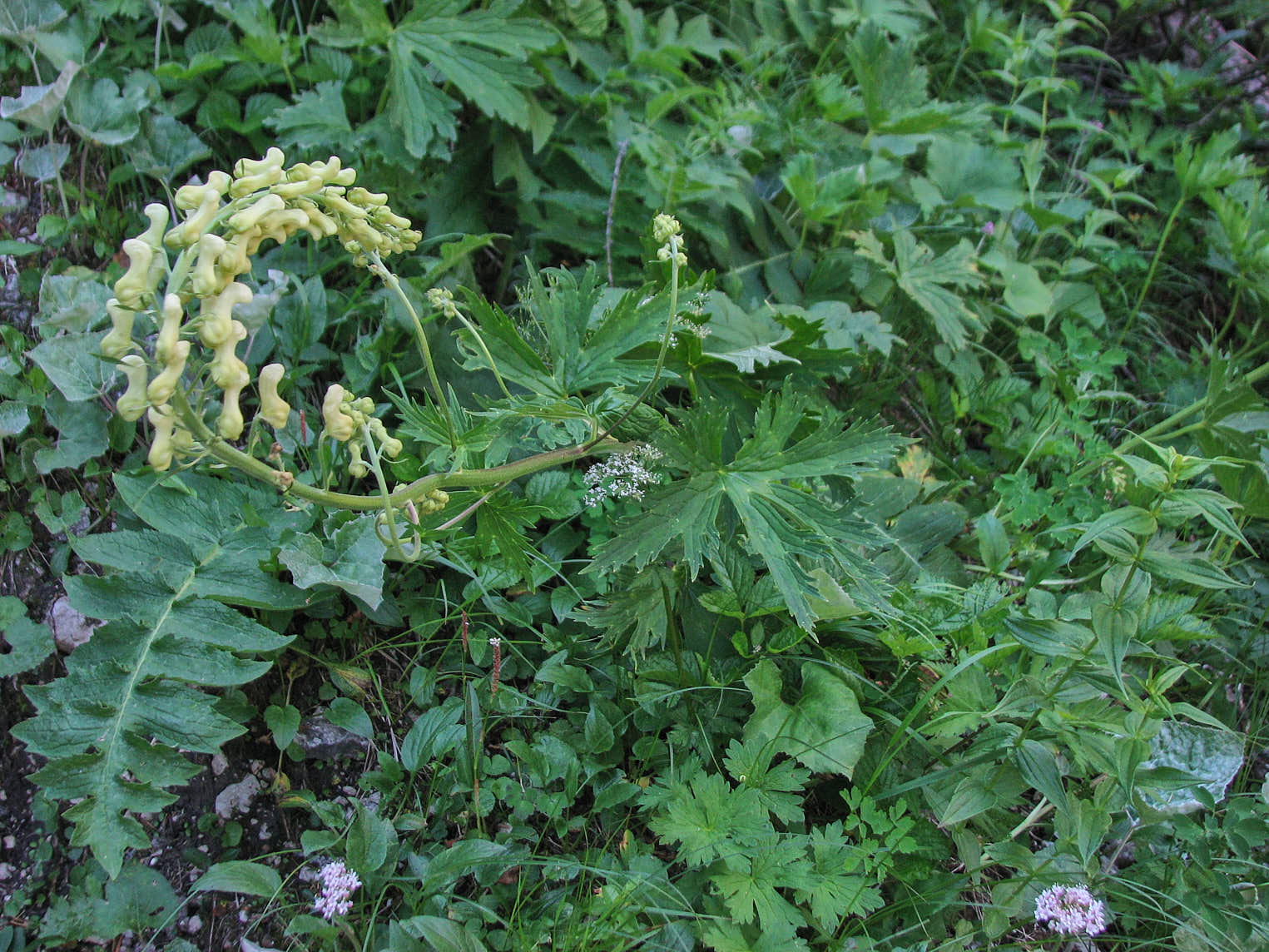 Alpstormhatt (<em>Aconitum vulparia</em>)
