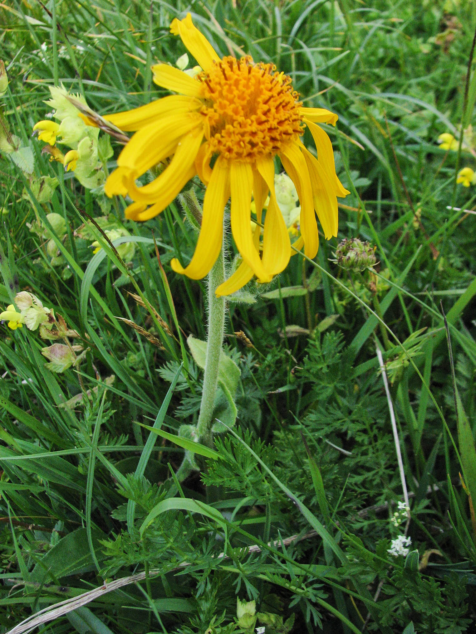 Slåttergubbe (<em>Arnica montana</em>)