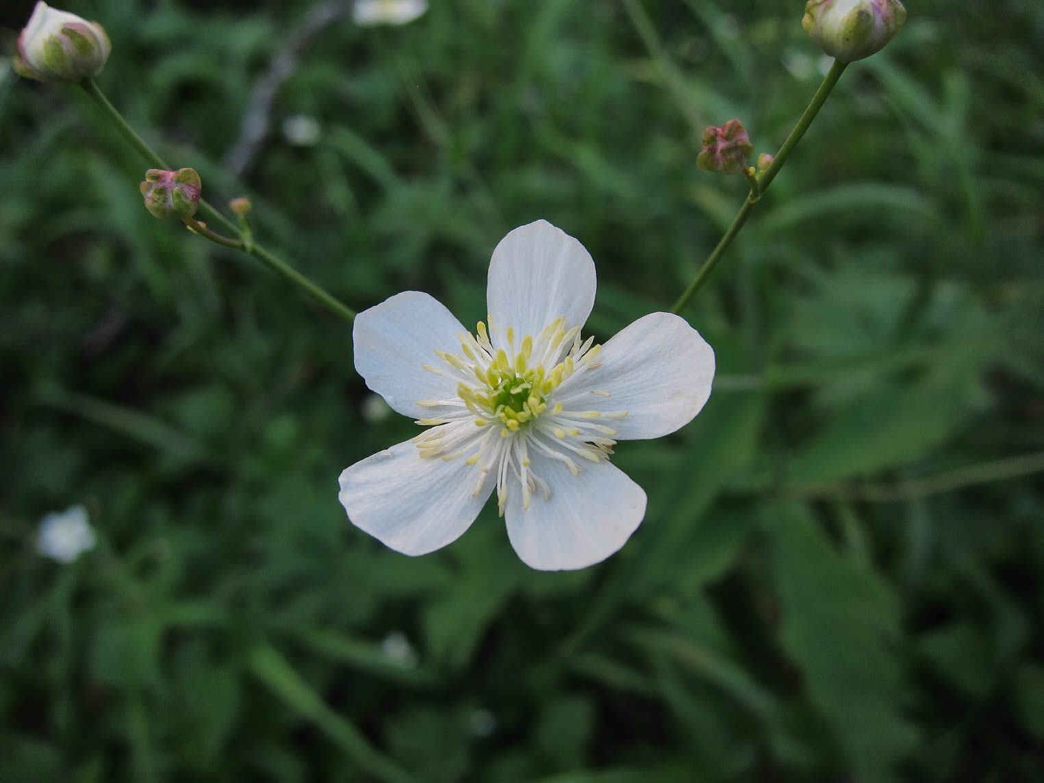 Vitsippsranunkel (<em>Ranunculus platanifolius</em>)