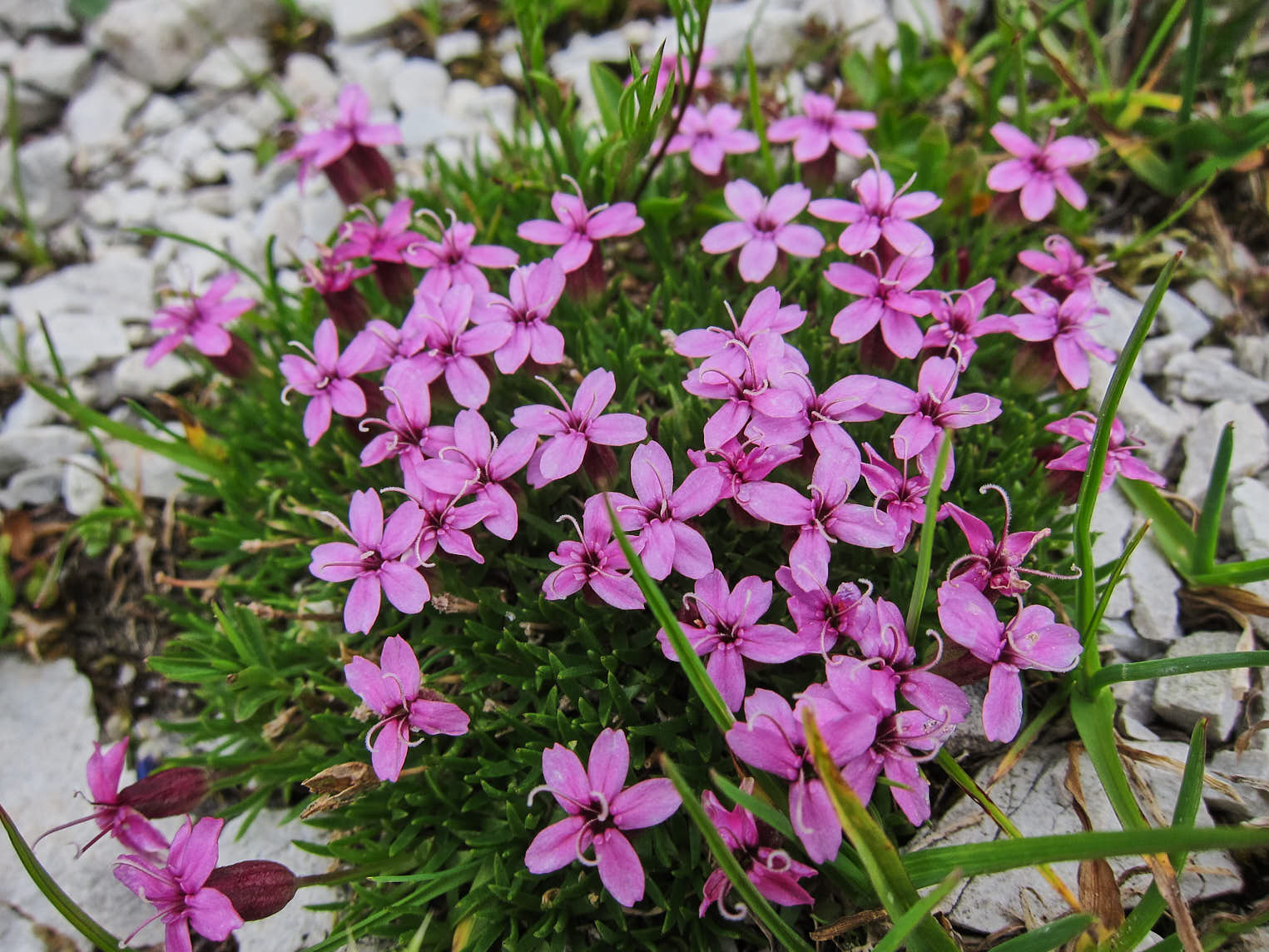 Fjällglim (<em>Silene acaulis</em>)