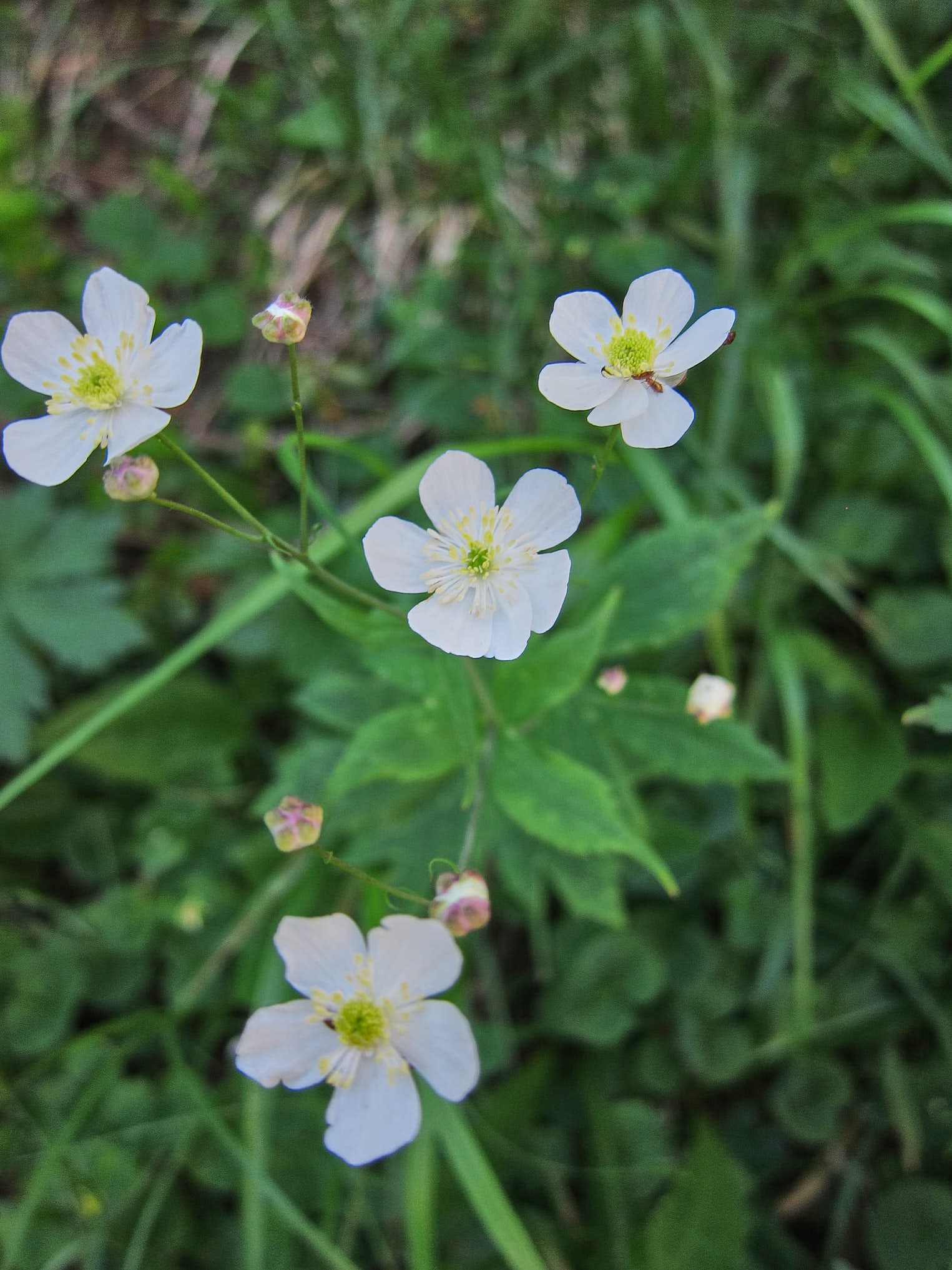 Vitsippsranunkel (<em>Ranunculus platanifolius</em>)