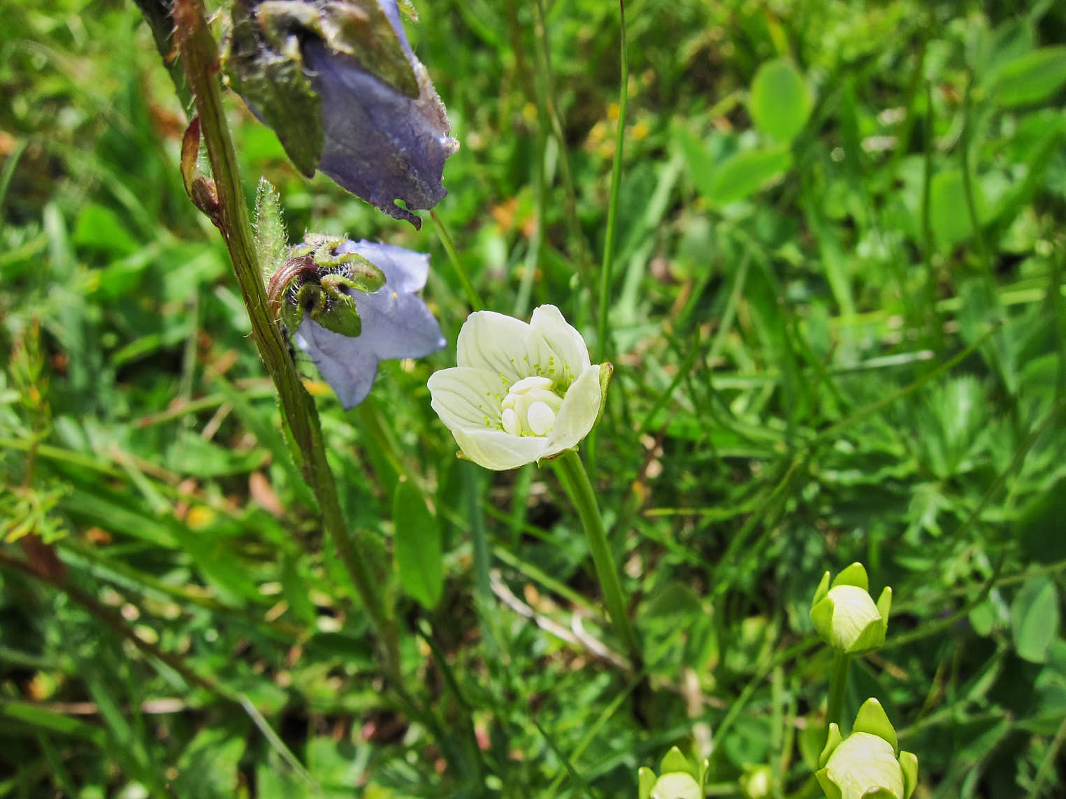 Slåtterblomma (<em>Parnassia palustris</em>) i samtal med skäggklocka (<em>Campanula barbata</em>)