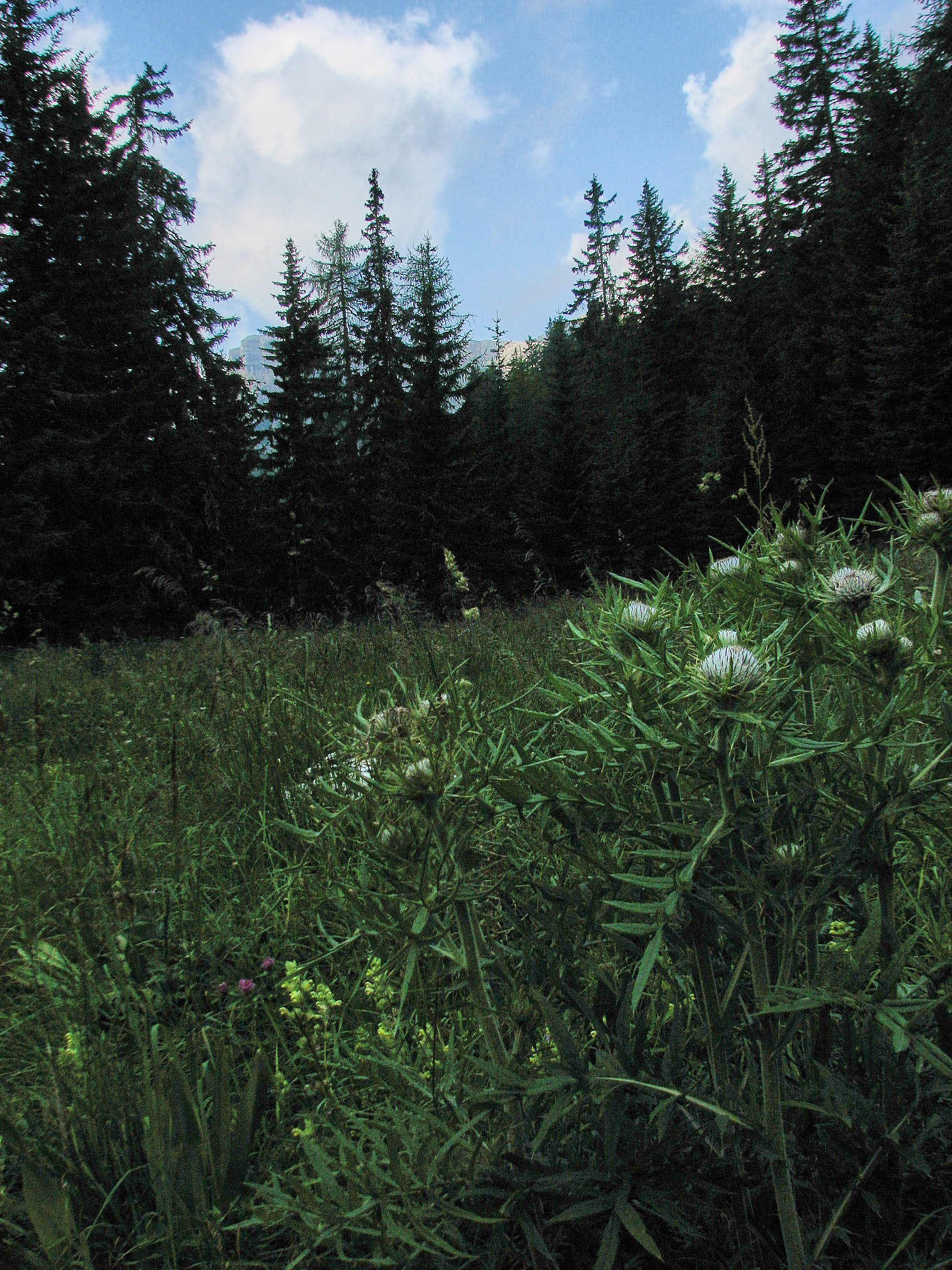 Klottistel (<em>Cirsium eriophorum</em>)