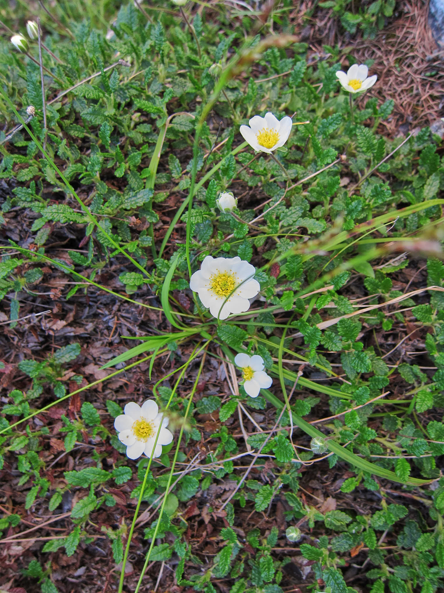Vit fjällsippa (<em>Dryas octopetala</em>)