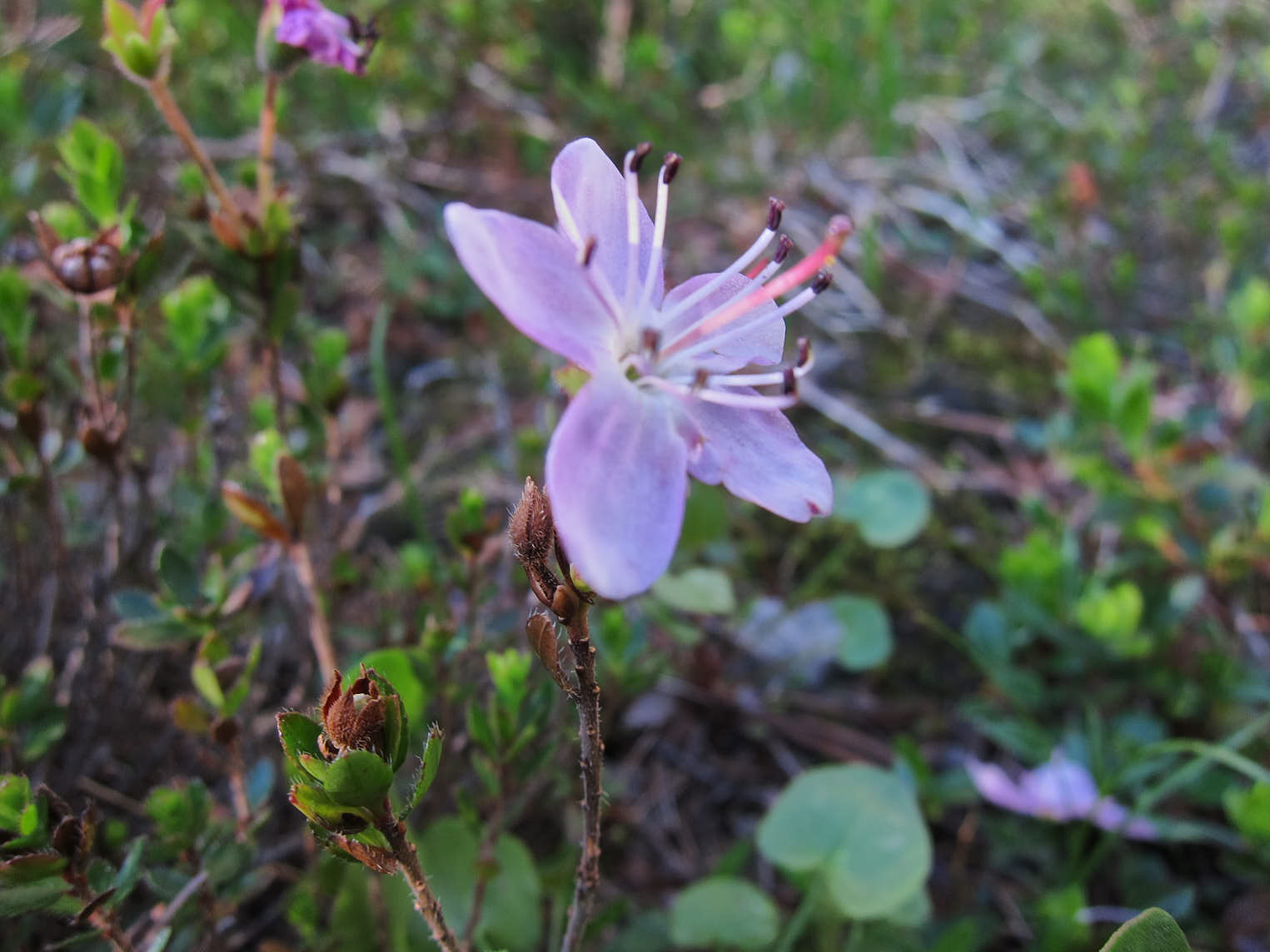 Dvärgalpros (<em>Rhodothamnus chamaecistus</em>)