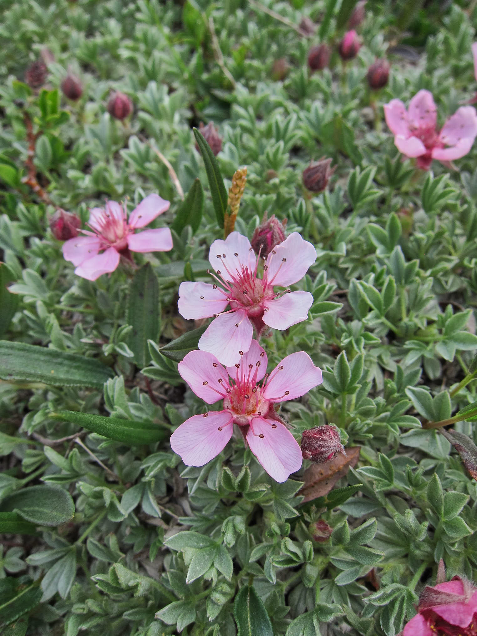 Glansfingerört (<em>Potentilla nitida</em>)