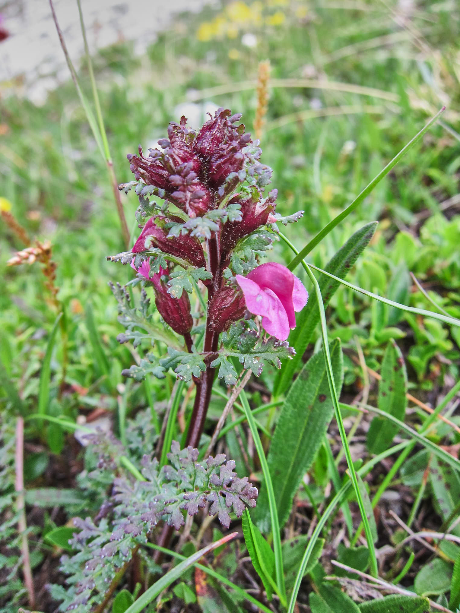 En spira, snyltrot utan svenskt namn (<em>Pedicularis gyroflexa</em>)