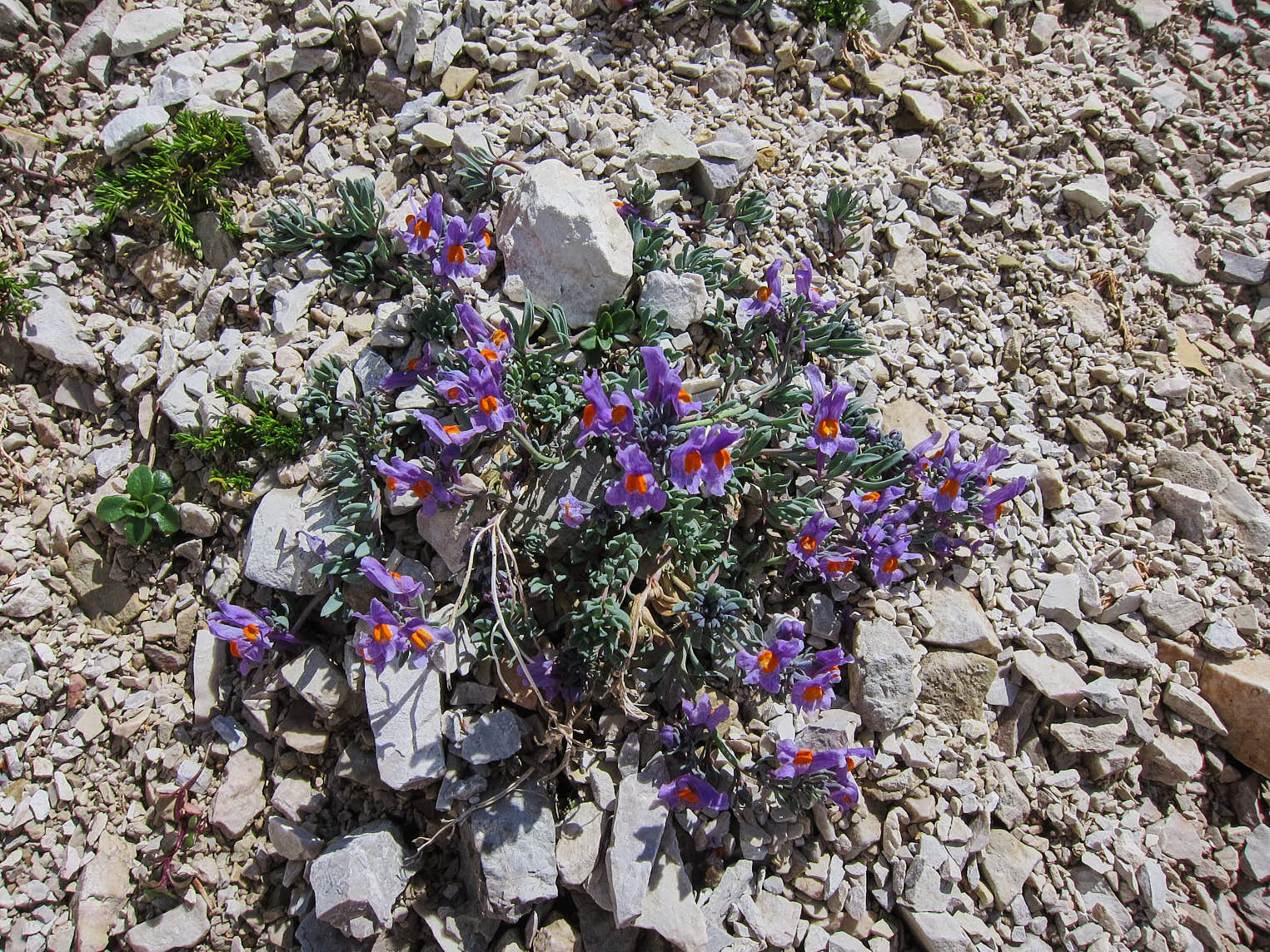 Alpsporre (<em>Linaria alpina</em>)