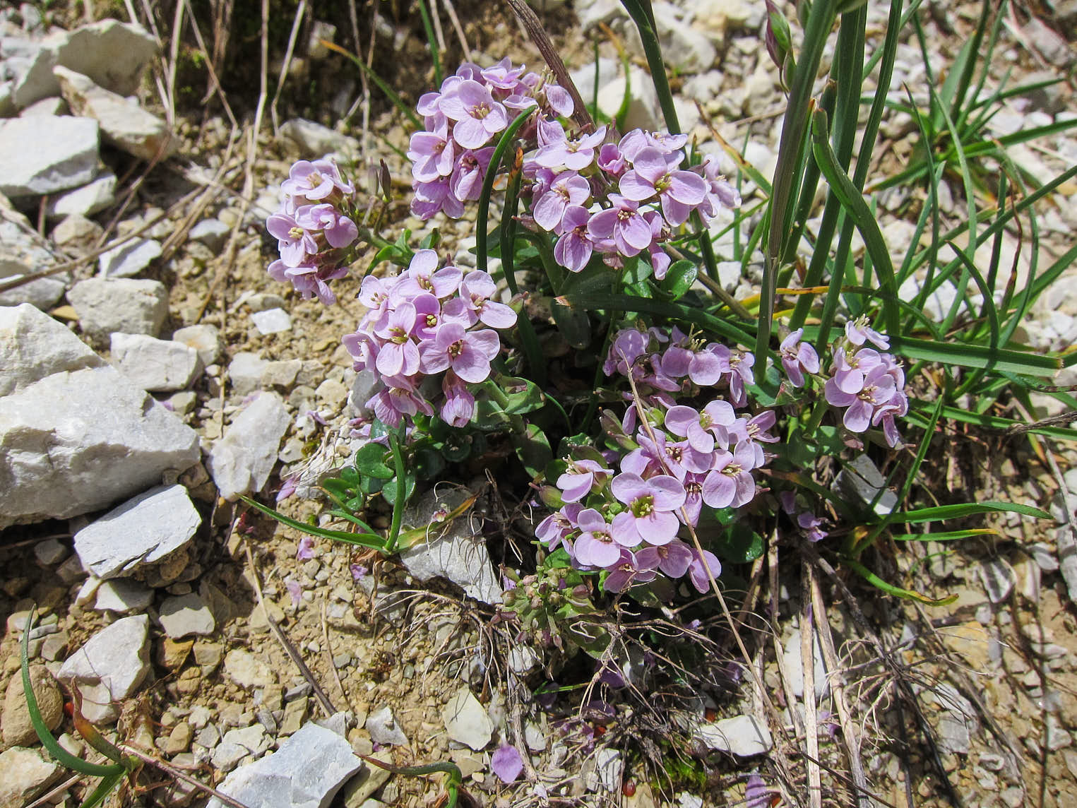 Rosettskärvfrö (<em>Thlaspi rotundifolia</em>)