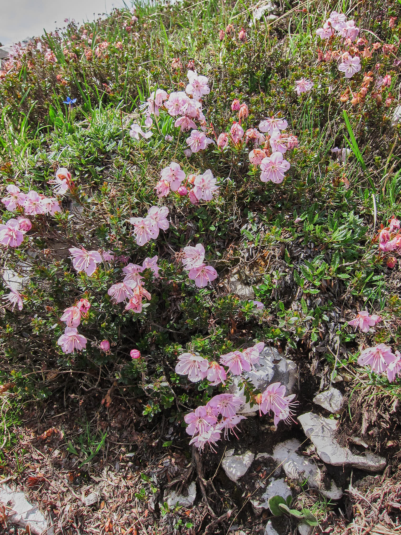 Dvärgalpros (<em>Rhodothamnus chamaecistus</em>)
