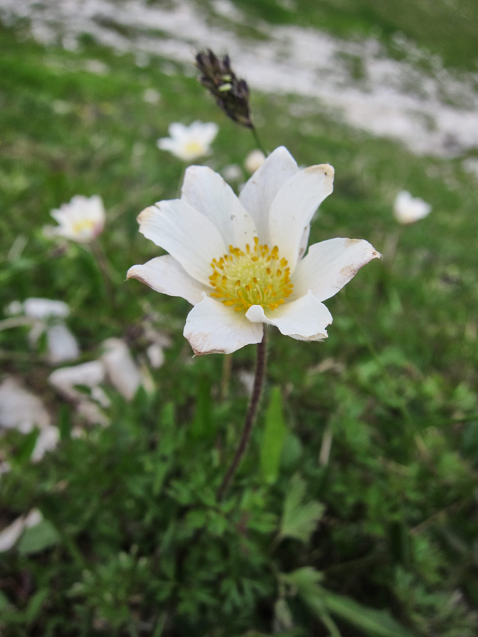 Snöanemon eller Monte Baldo-anemon (<em>Anemone
                      baldensis</em>)