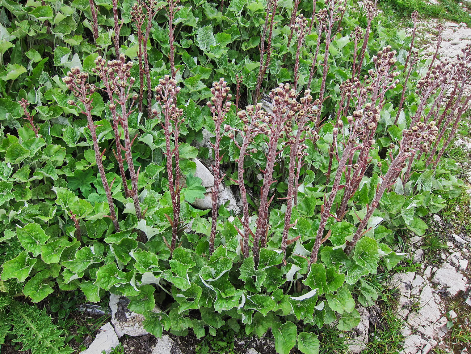 Pestskråp (<em>Petasites hybridus</em>)